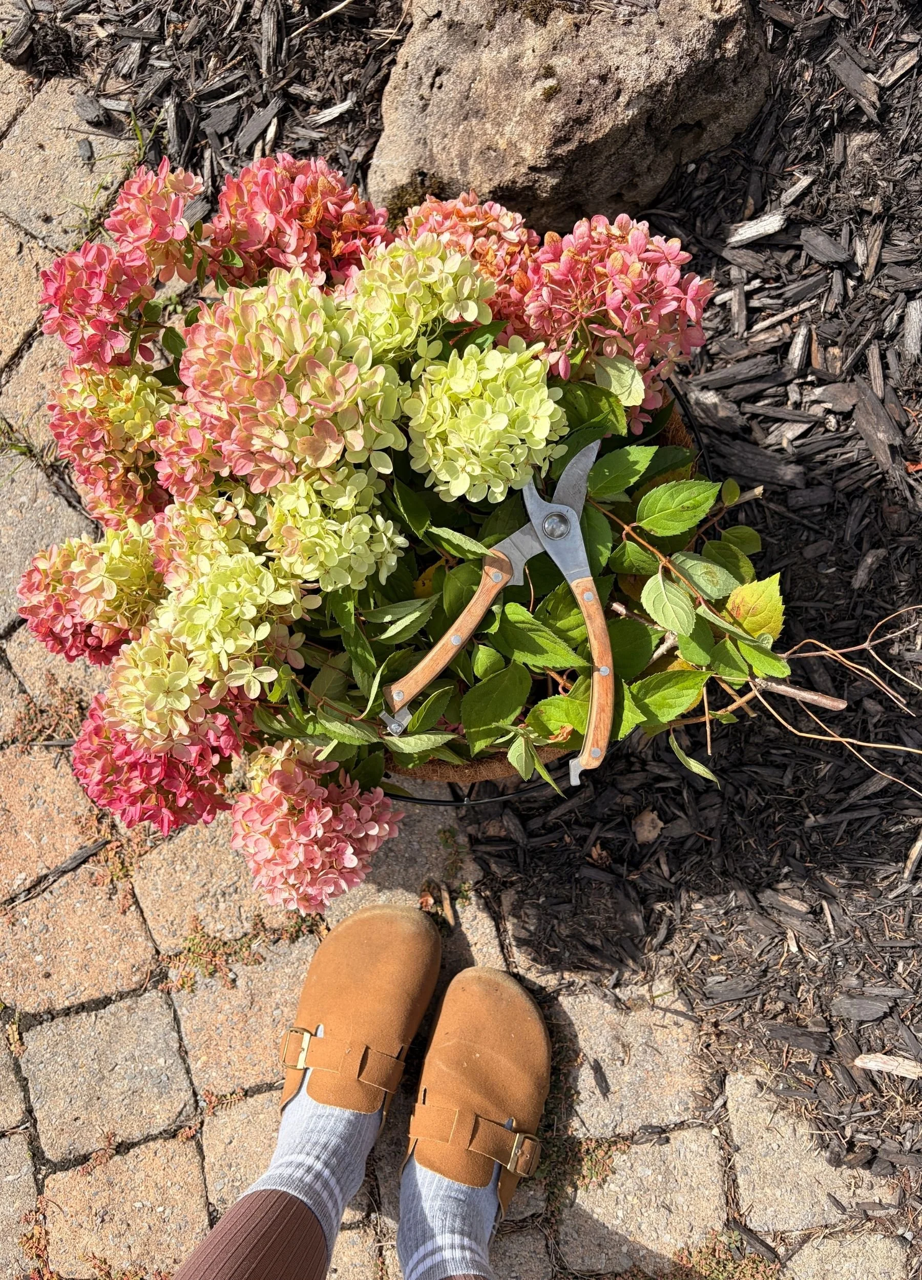 Fresh-Cut Hydrangeas for a Wreath