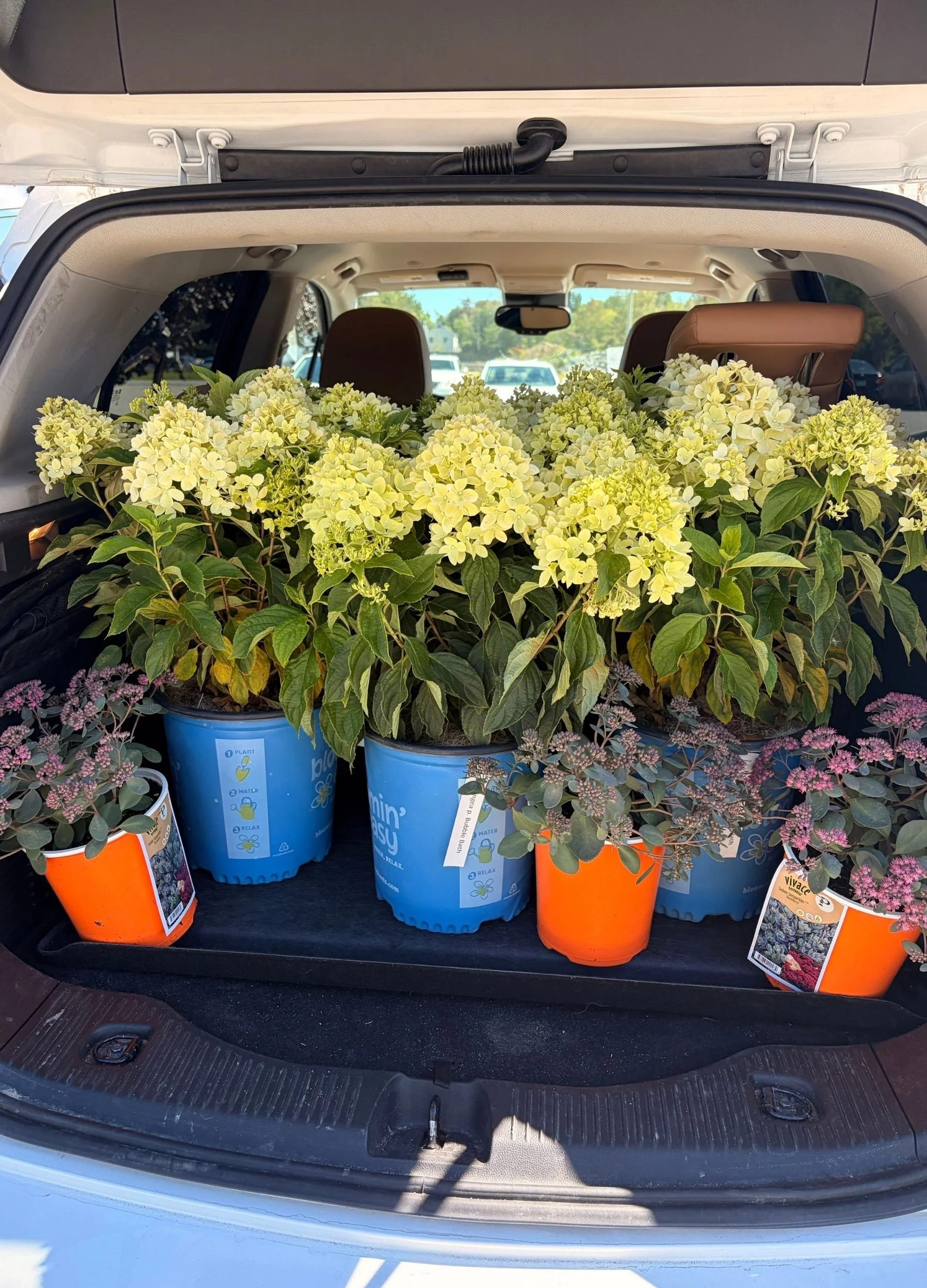 Hydrangea Garden Haul