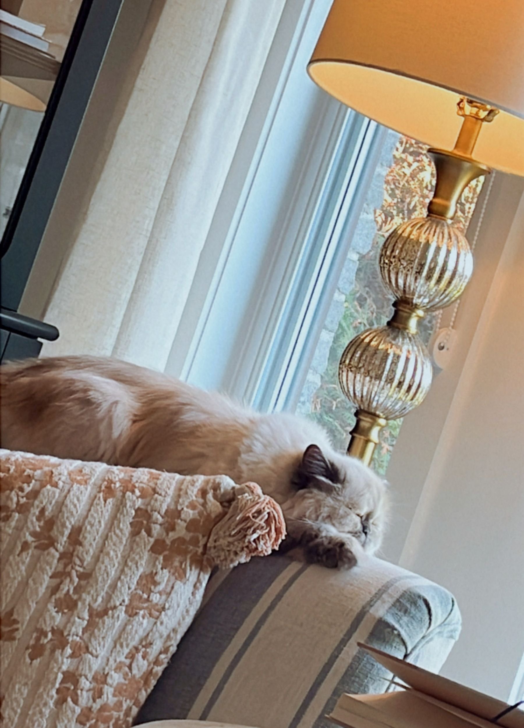 Cozy Cat by the Window