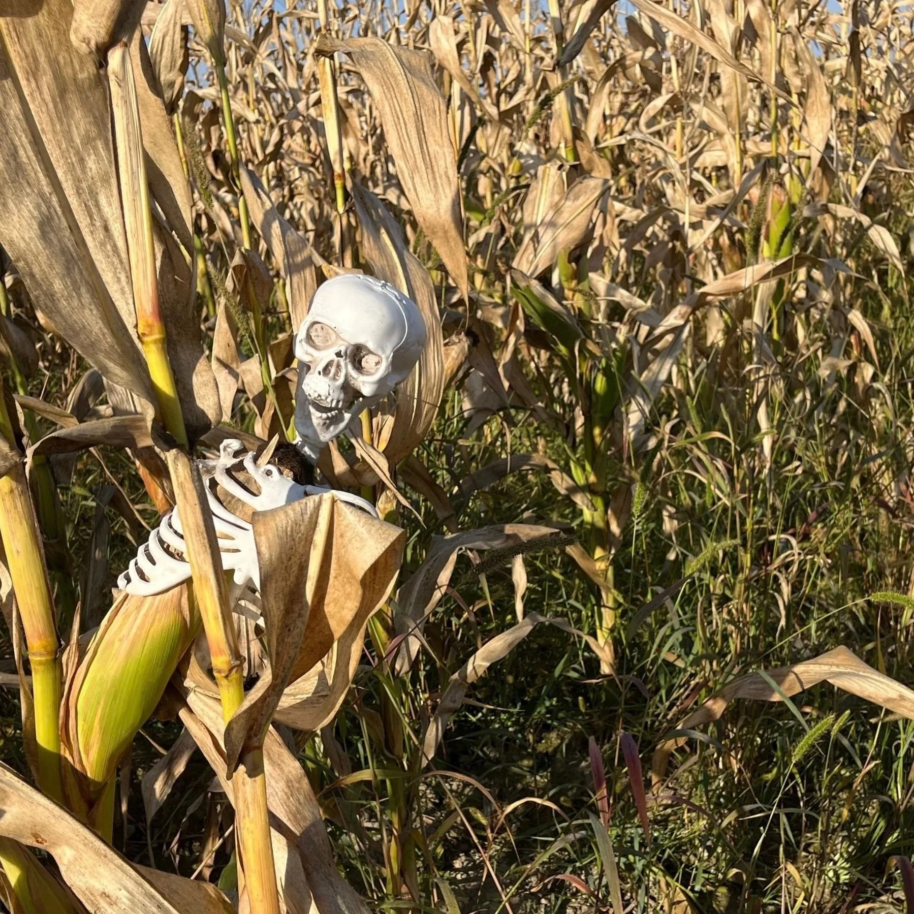 HALLOWEEN CORN MAZE