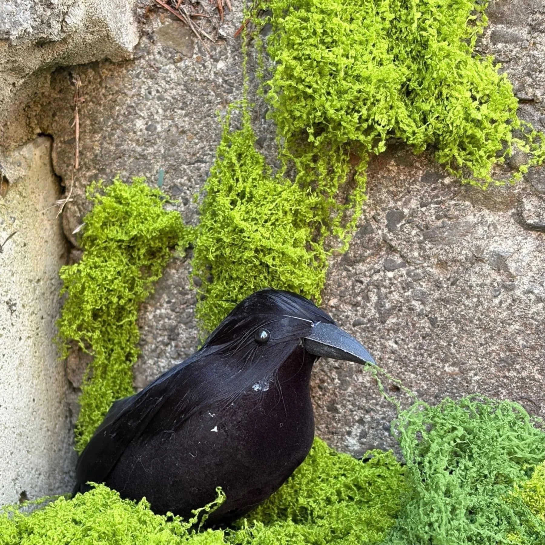Raven in the Moss