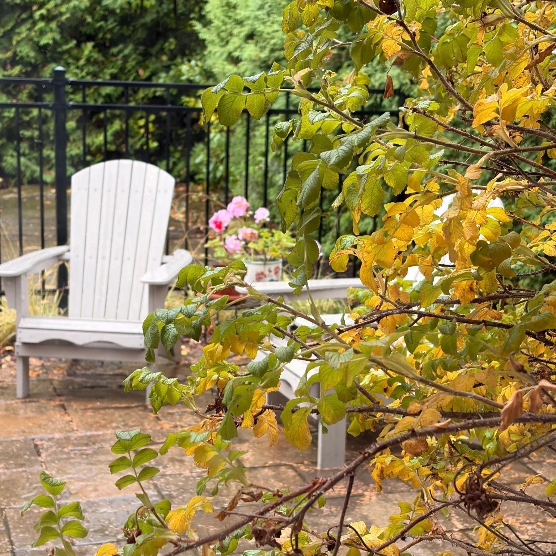 Golden Autumn Days in the Garden
