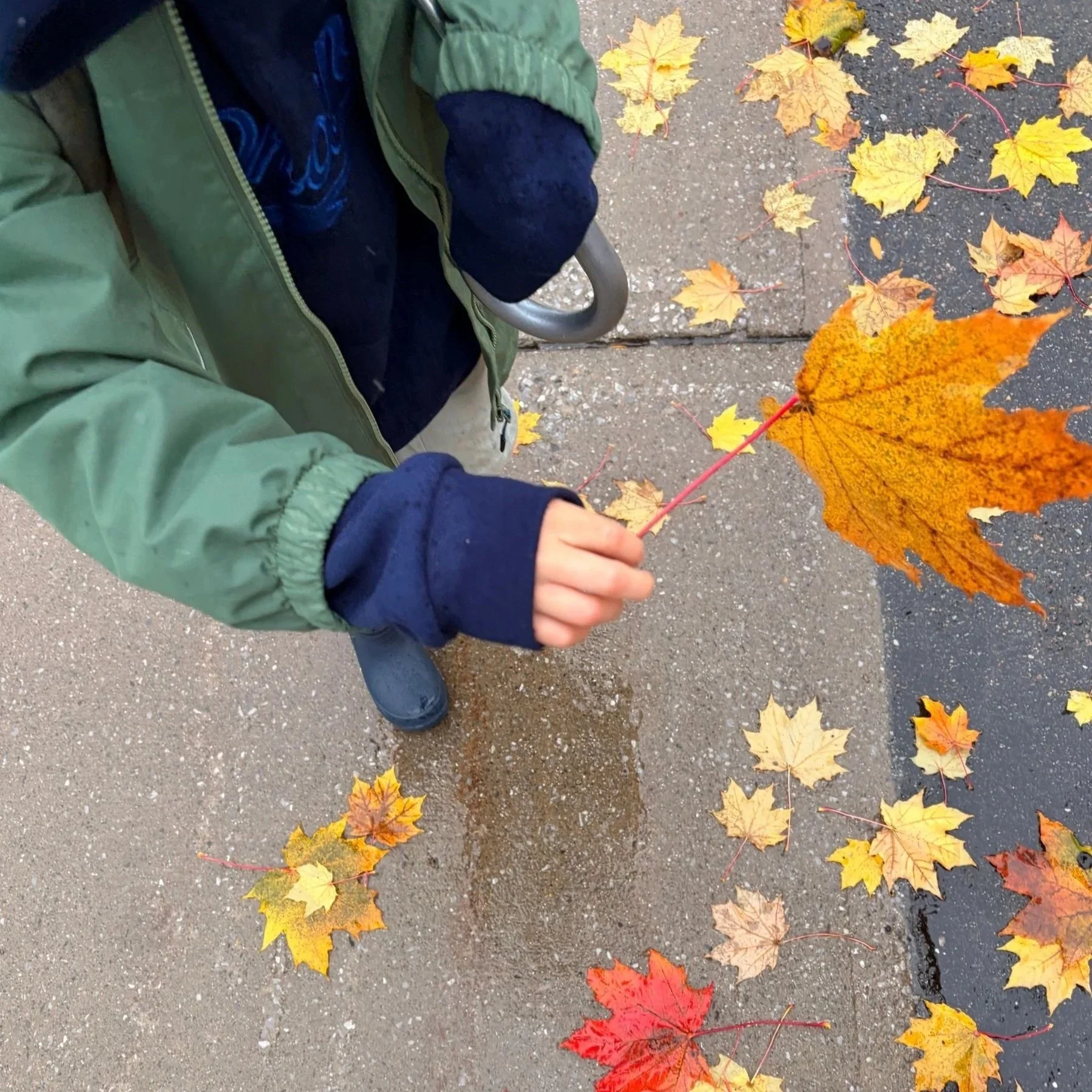 Collecting Autumn Leaves on October Walks