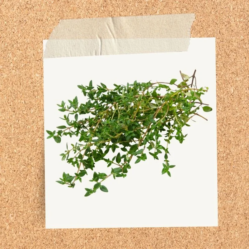 Fresh thyme sprigs