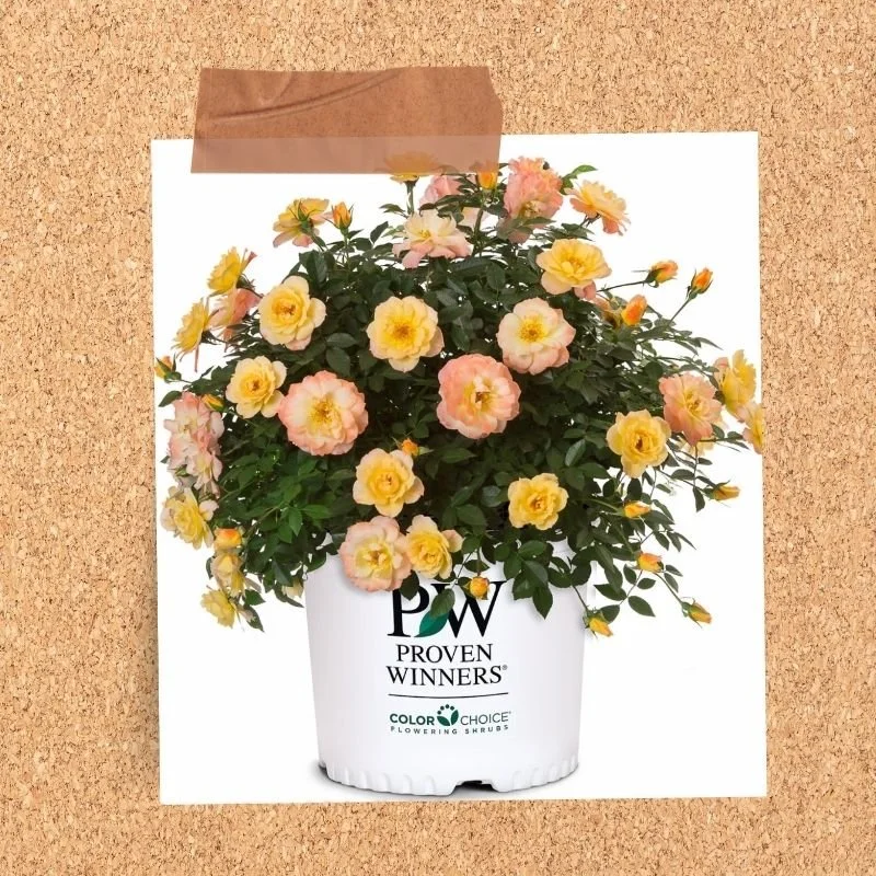Proven Winners Italian Ice rose with peach and yellow blooms