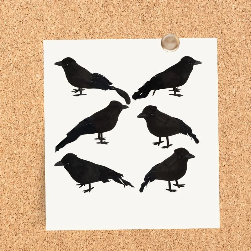 Black raven illustrations for autumn and Halloween decorating