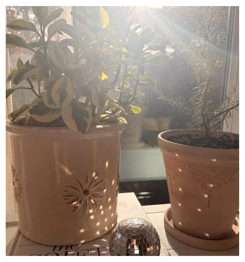 Sunlit houseplants in terracotta pots by a window with a small disco ball.
