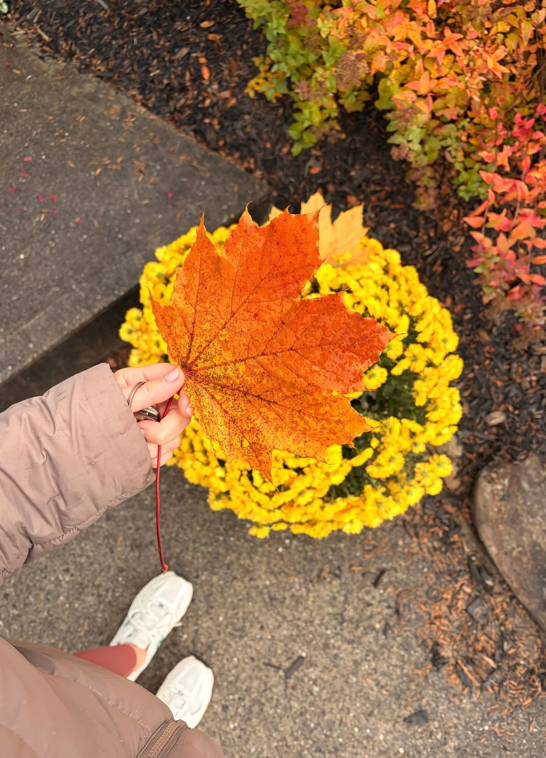 Holding a large orange maple leaf during an autumn nature walk beside colourful fall mums.
