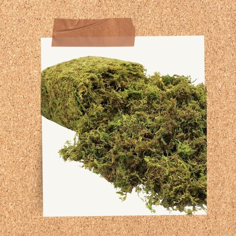 Preserved green moss for autumn decorating and seasonal crafts