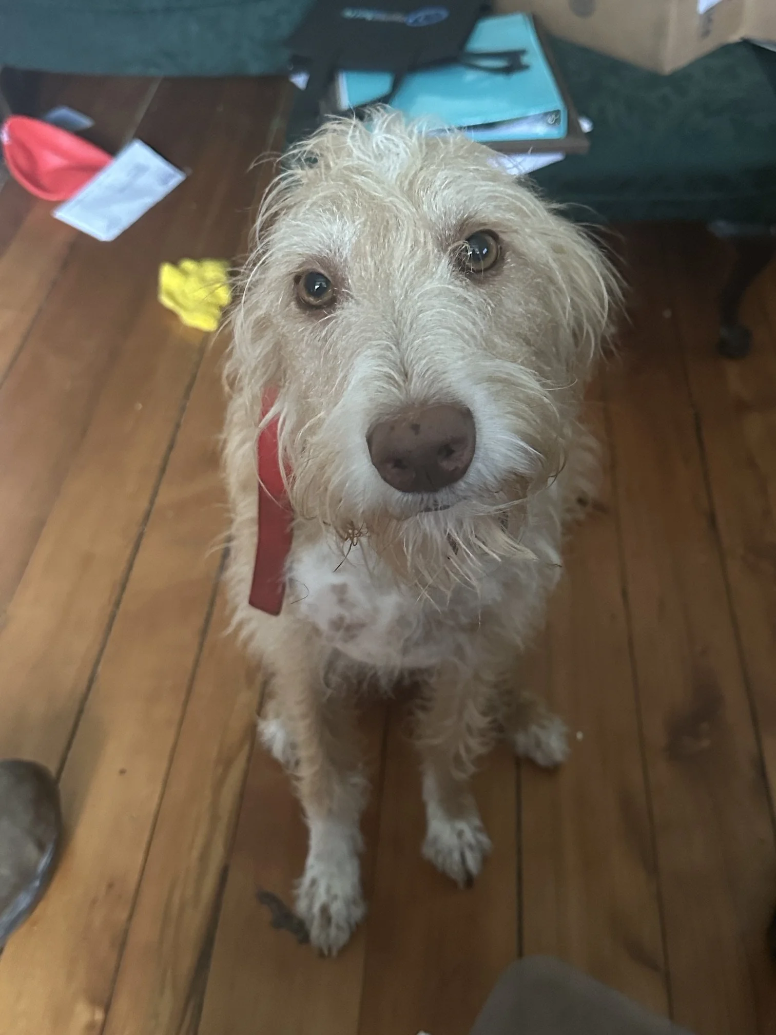 A light-colored dog with curly fur looking up at the camera, standing on a wooden floor near furniture and miscellaneous objects.