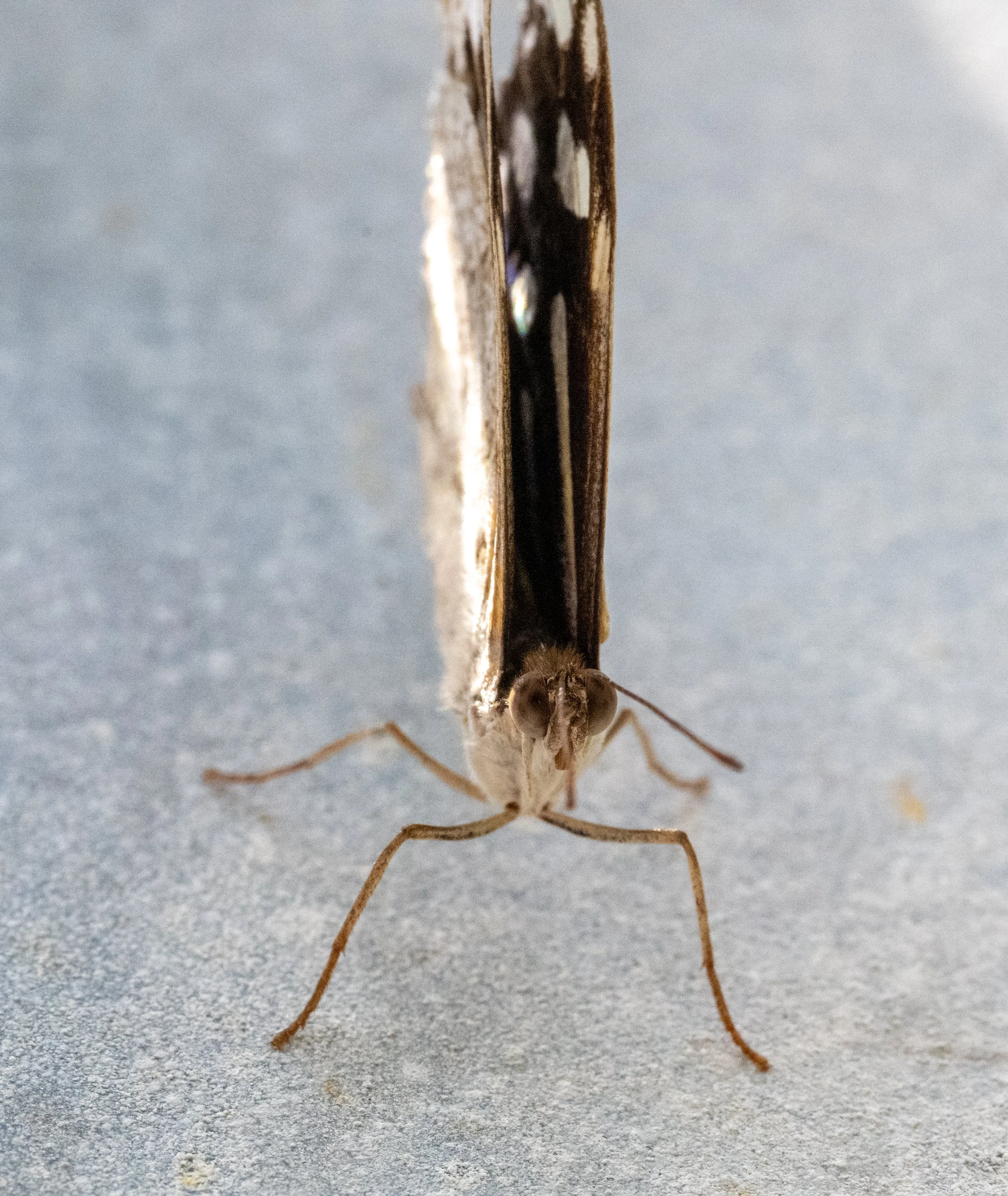 DSC_8385.jpg