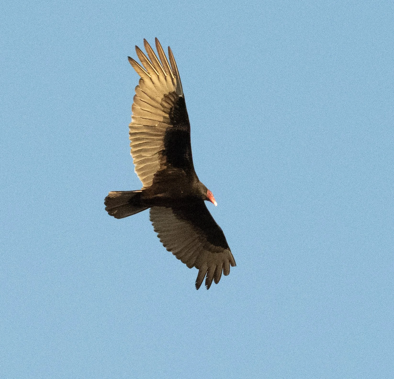 DSC_0026.jpg