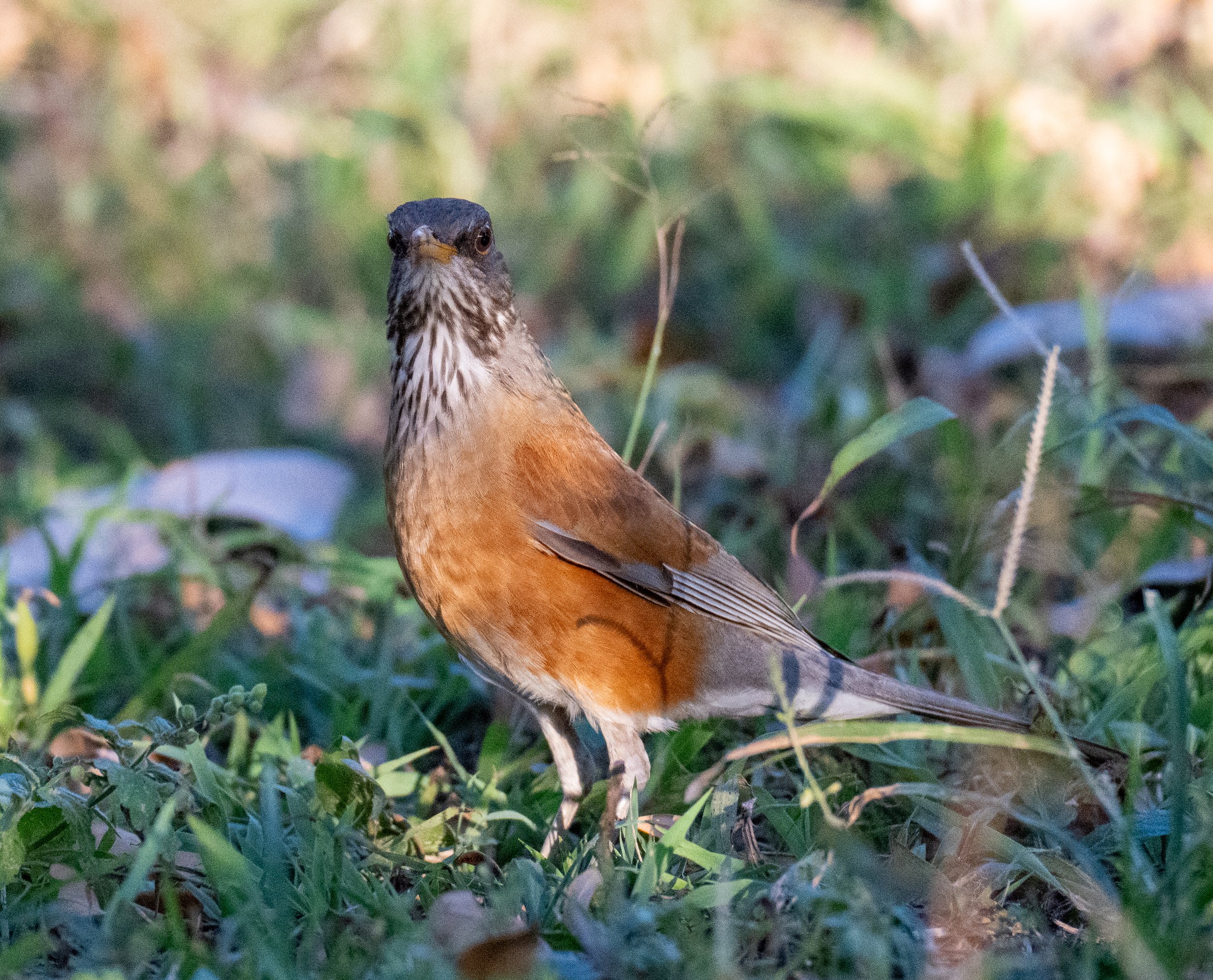DSC_0216.jpg
