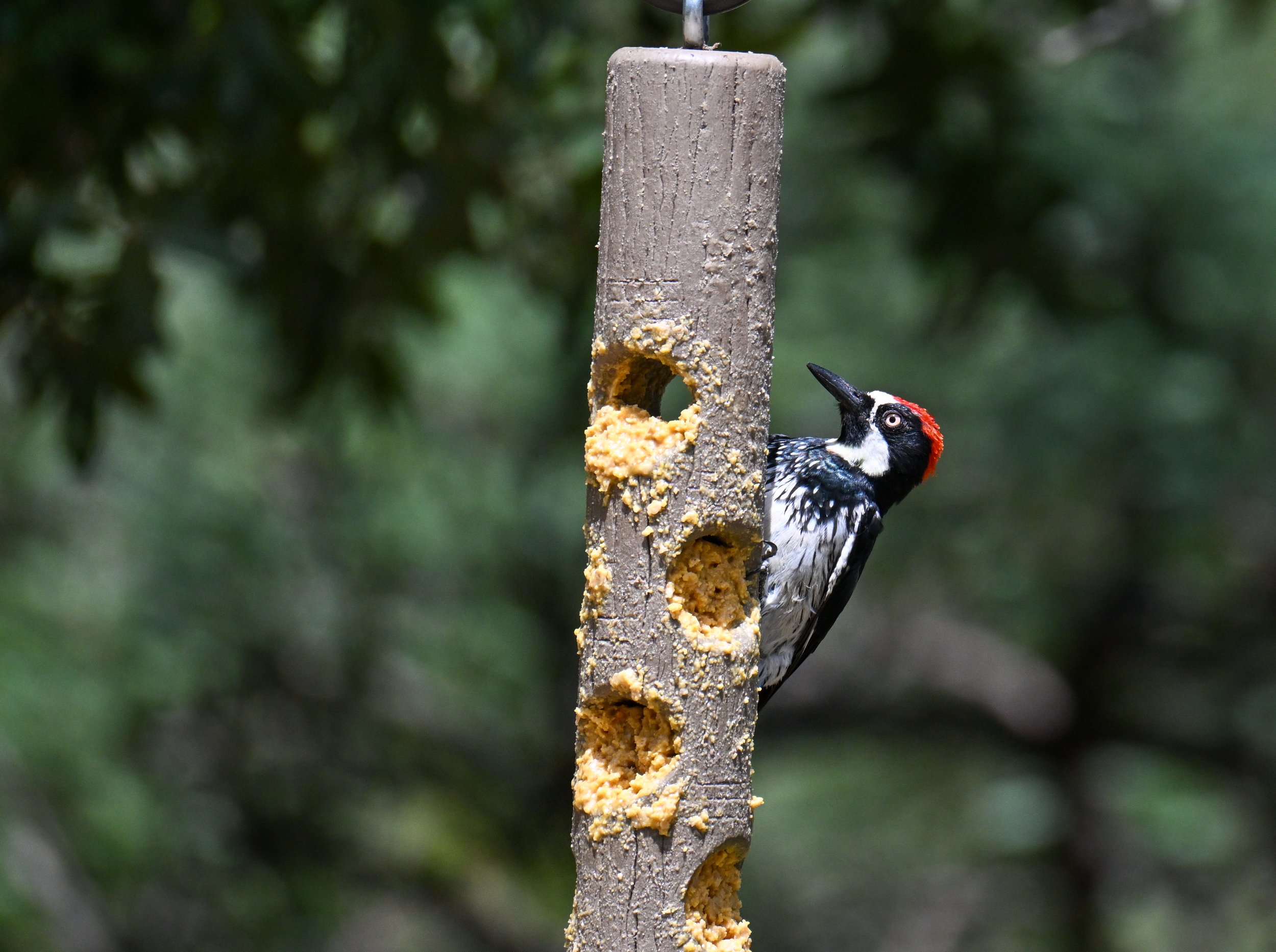DSC_0215.jpg