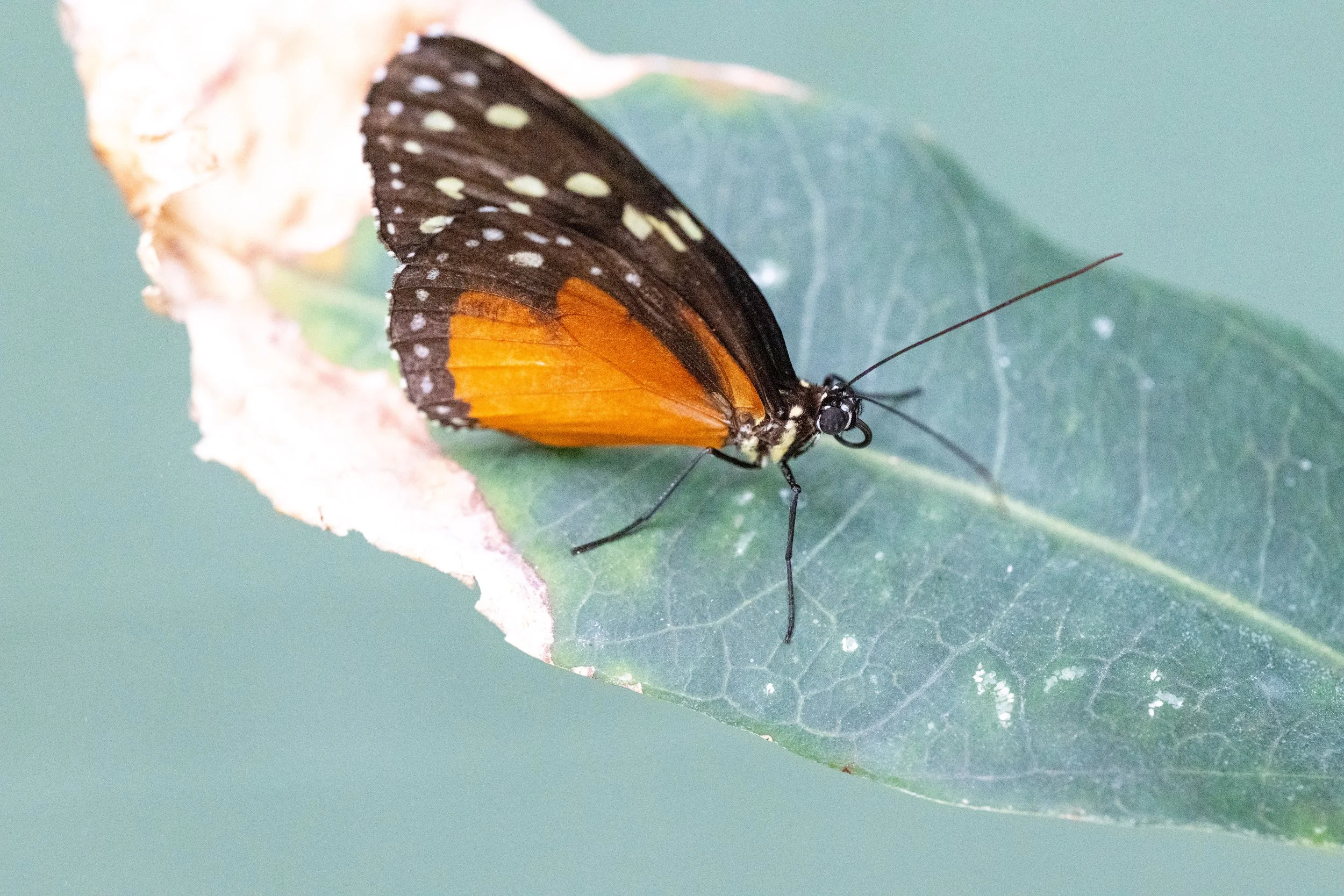 DSC_8082.jpg