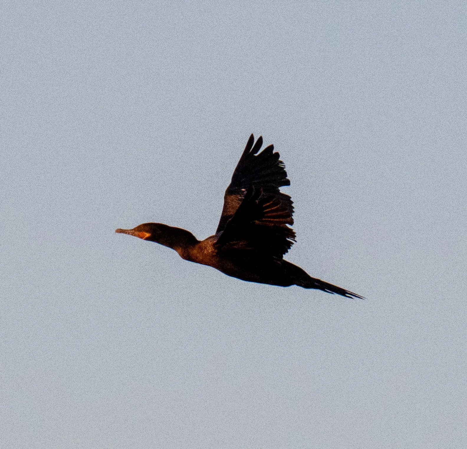 DSC_0860.jpg