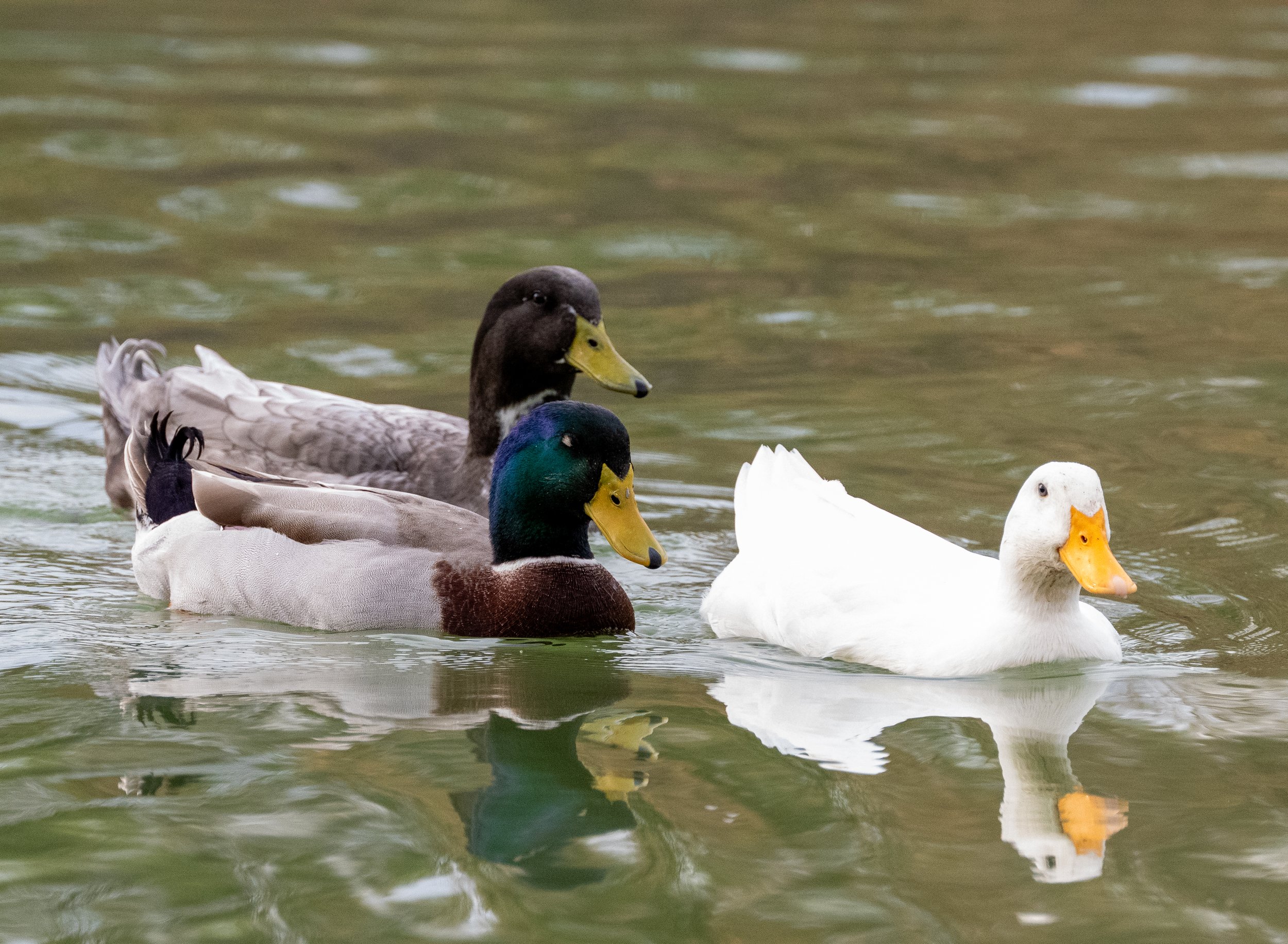 DSC_0707.jpg