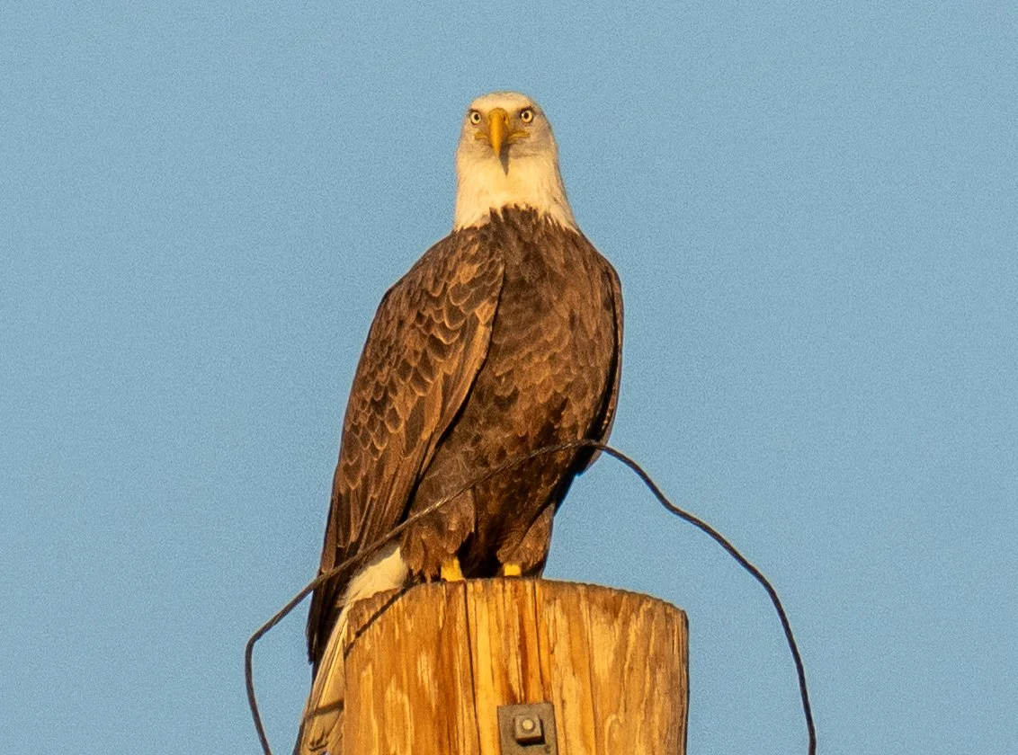 DSC_0910.jpg