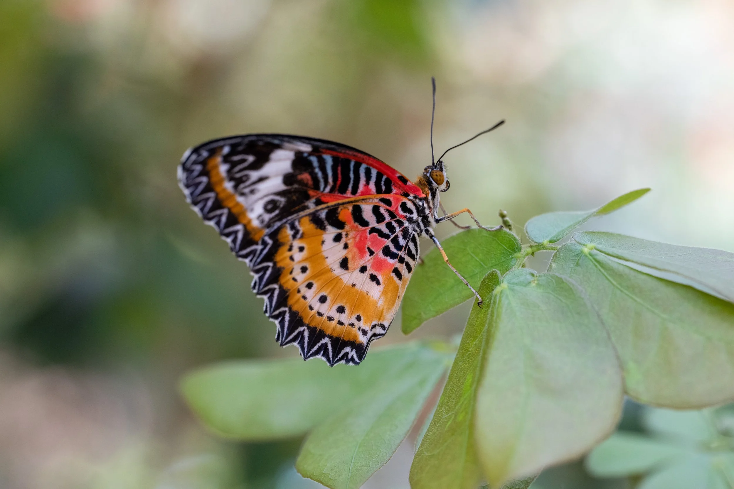 DSC_8023.jpg