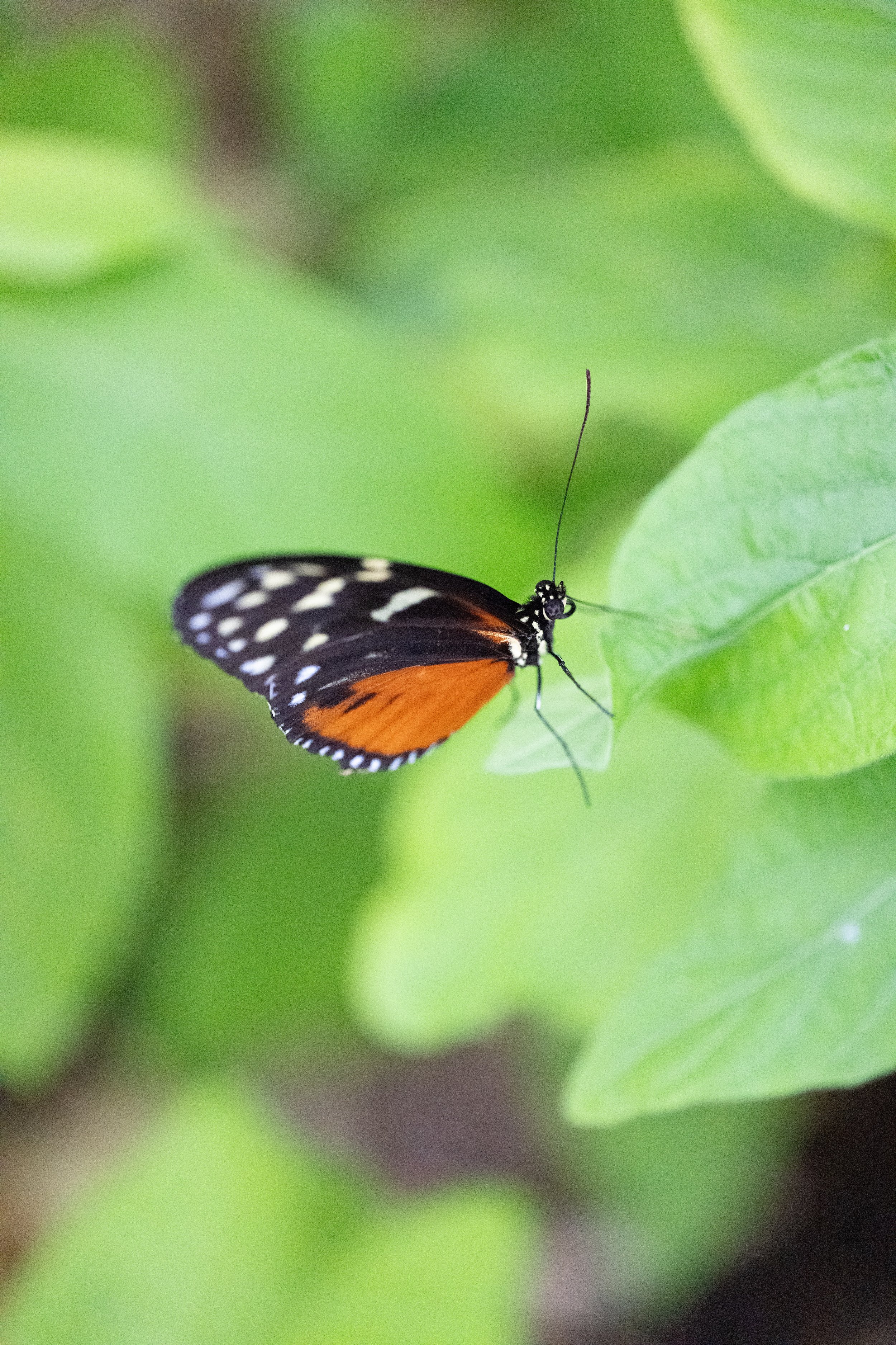 DSC_8331.jpg