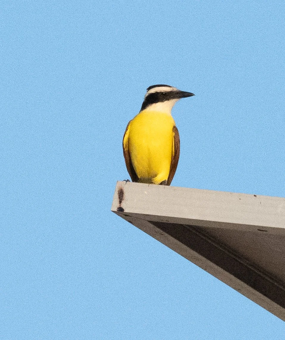 DSC_0060.jpg