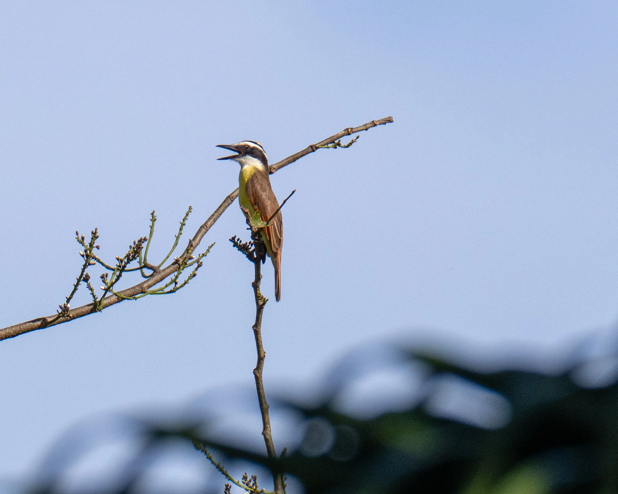 DSC_0164.jpg