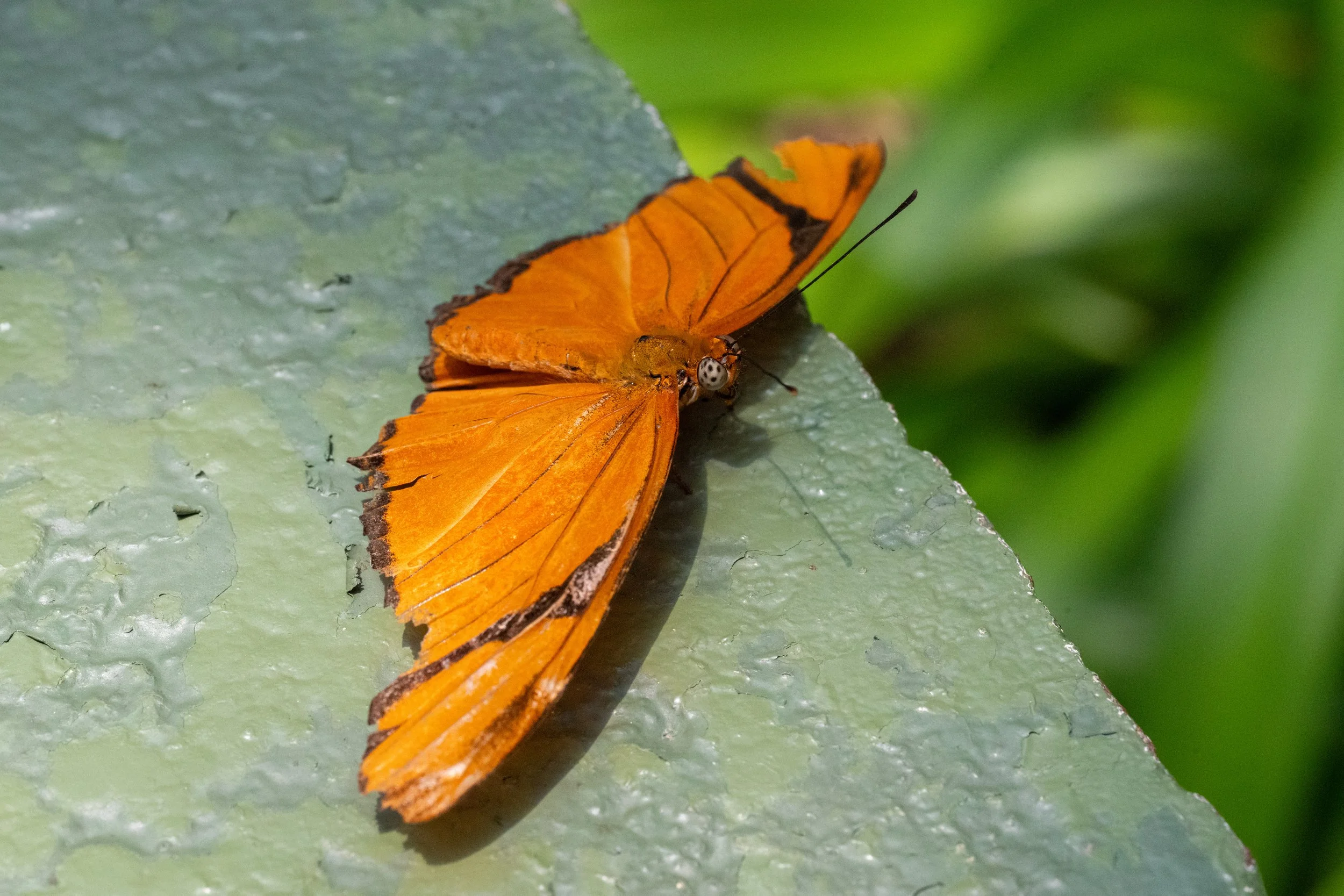 DSC_8129.jpg