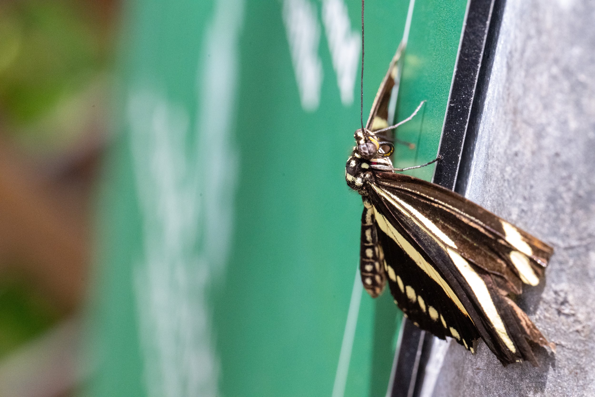 DSC_8369.jpg