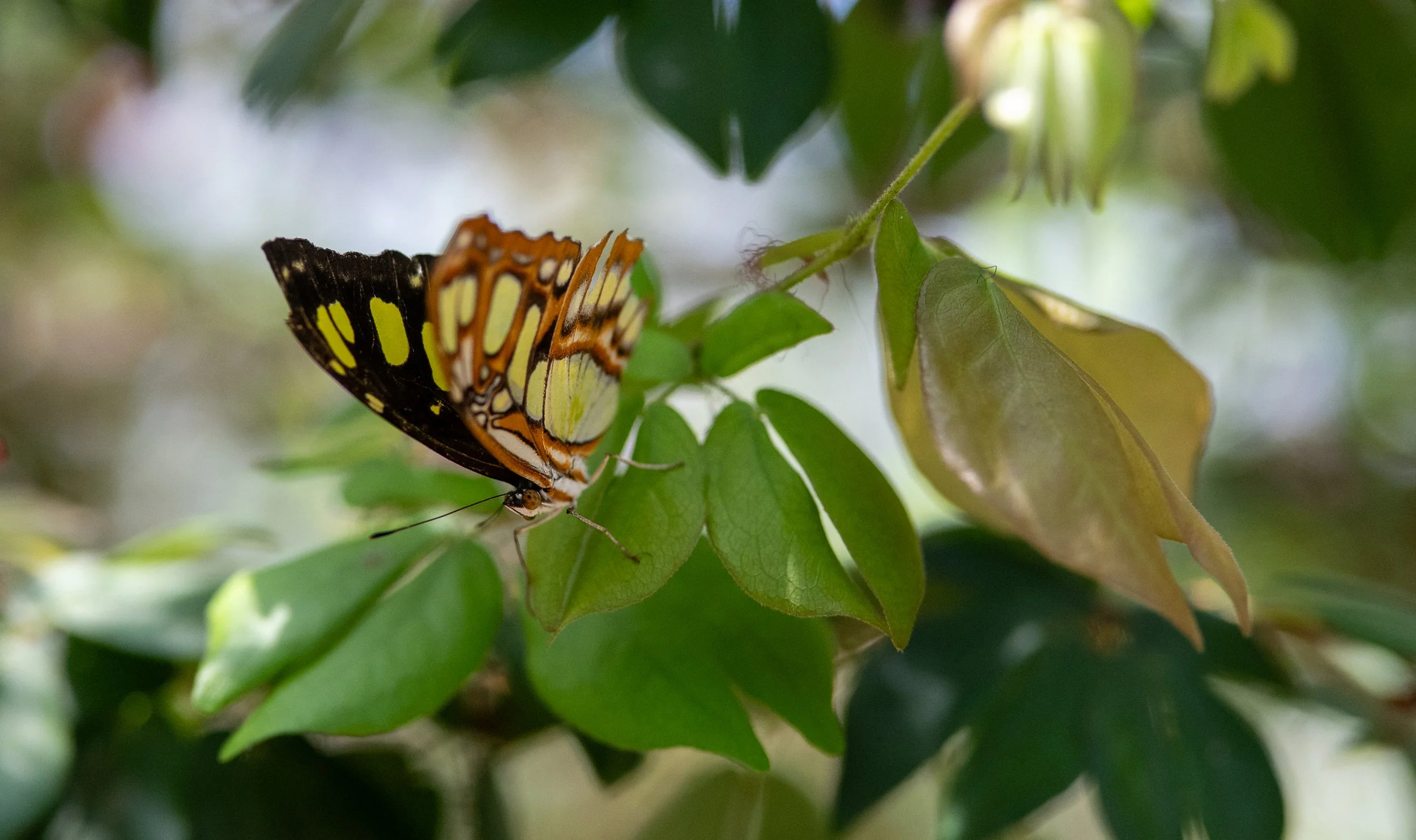 DSC_8250.jpg