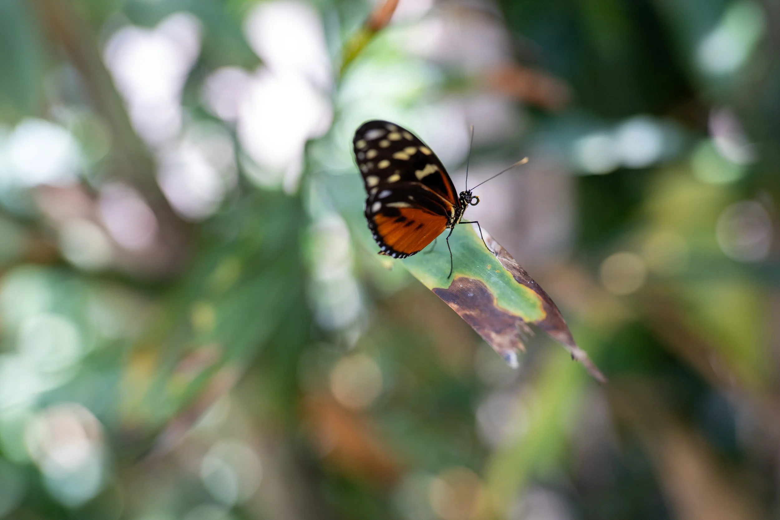 DSC_8190.jpg