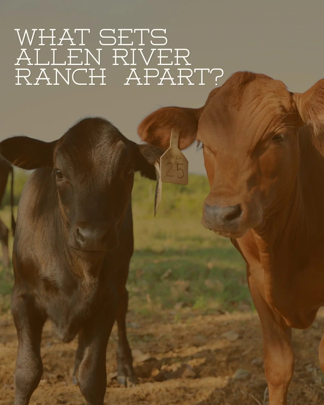 What Sets Allen River Ranch Apart?

Low stress environment, regenerative farming, clean practices. No pesticides, herbicides, or chemical fertilizers, just healthy pastures and a herd that's actually cared for.

You should know where your beef comes 