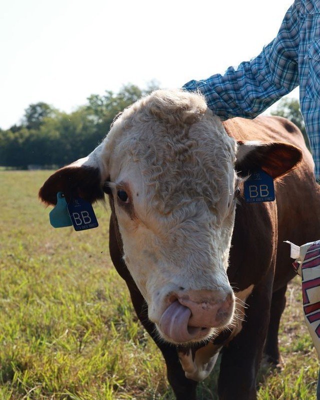 Our grandson Rivers is the one who named him Basketball Bull, and the name stuck fast around here. Hereford bulls like him spend their days right here on open pasture, grazing and growing the way cattle are meant to. Nothing fancy about it, just good