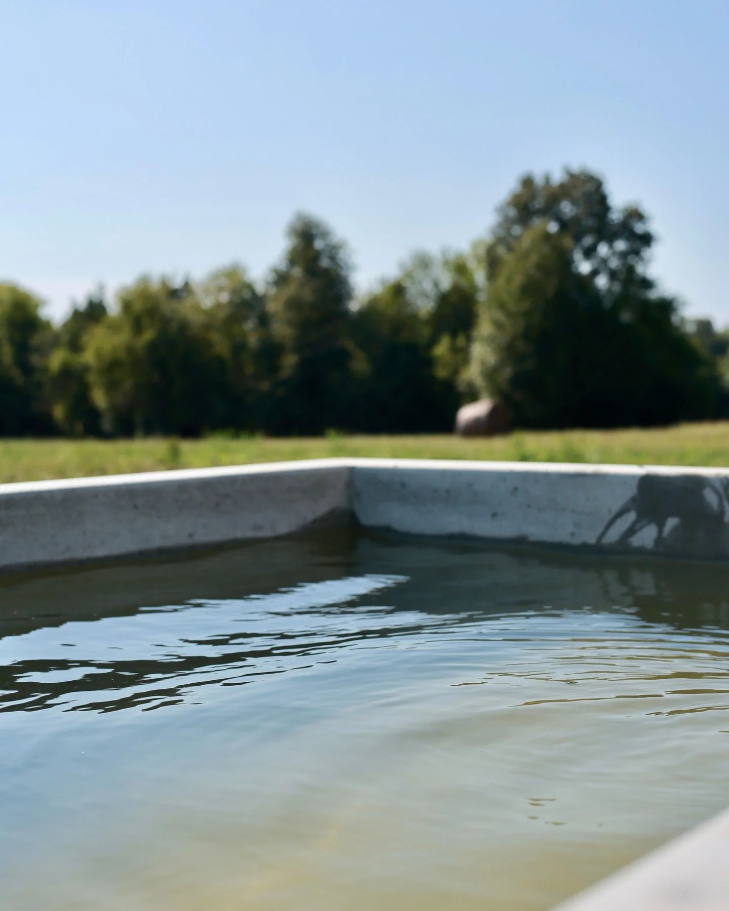 Quality starts at the source. 💧 Clean, deep-well water keeps our herd healthy and our pasture thriving, no shortcuts, no mystery inputs. When the water's right, everything downstream is right too. 🐄 

#allenriverranch #sumtercountyal #knowyourfarme