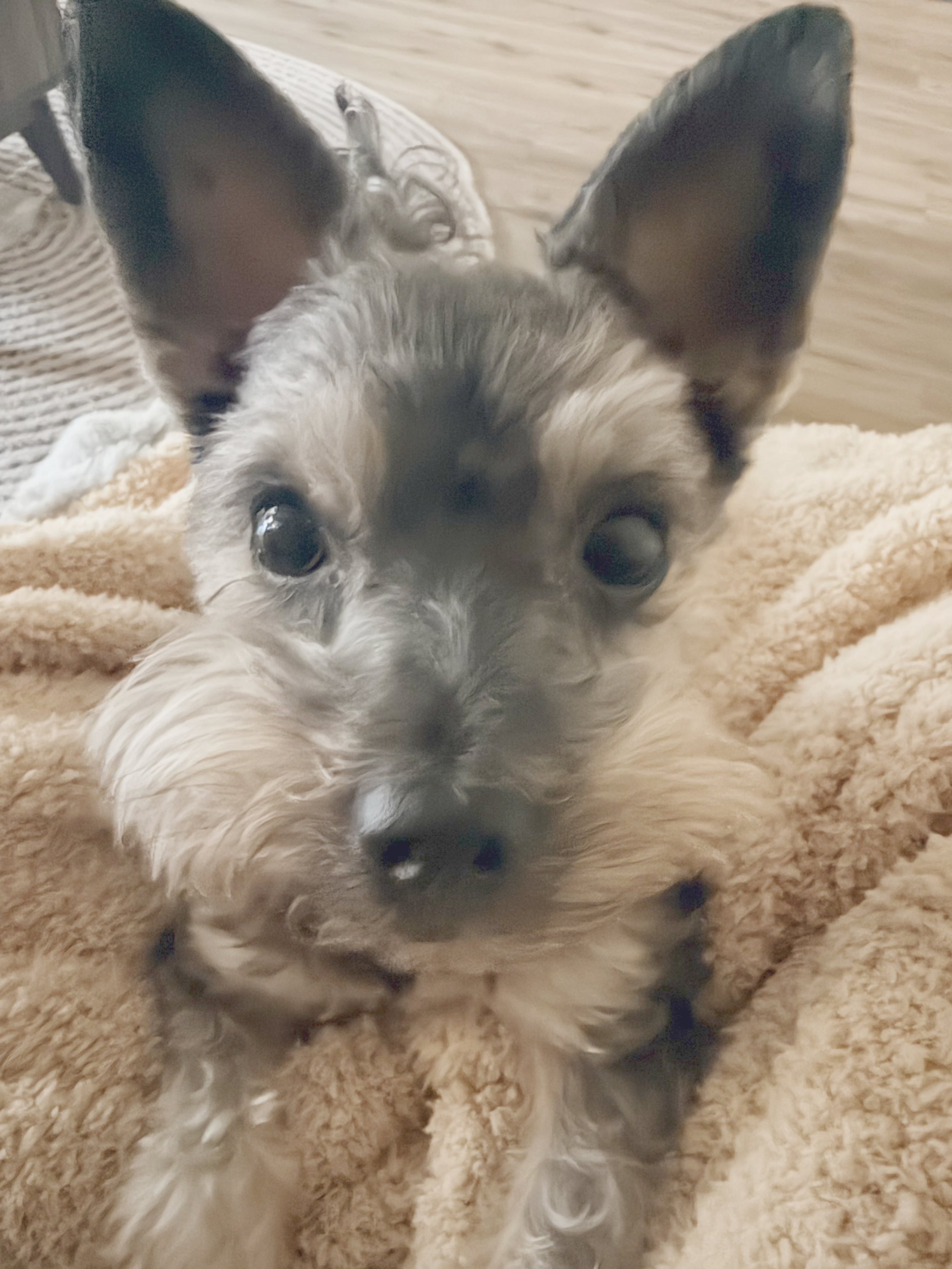 A small Yorkie lying on a soft, furry beige blanket with a wooden floor and furniture in the background.