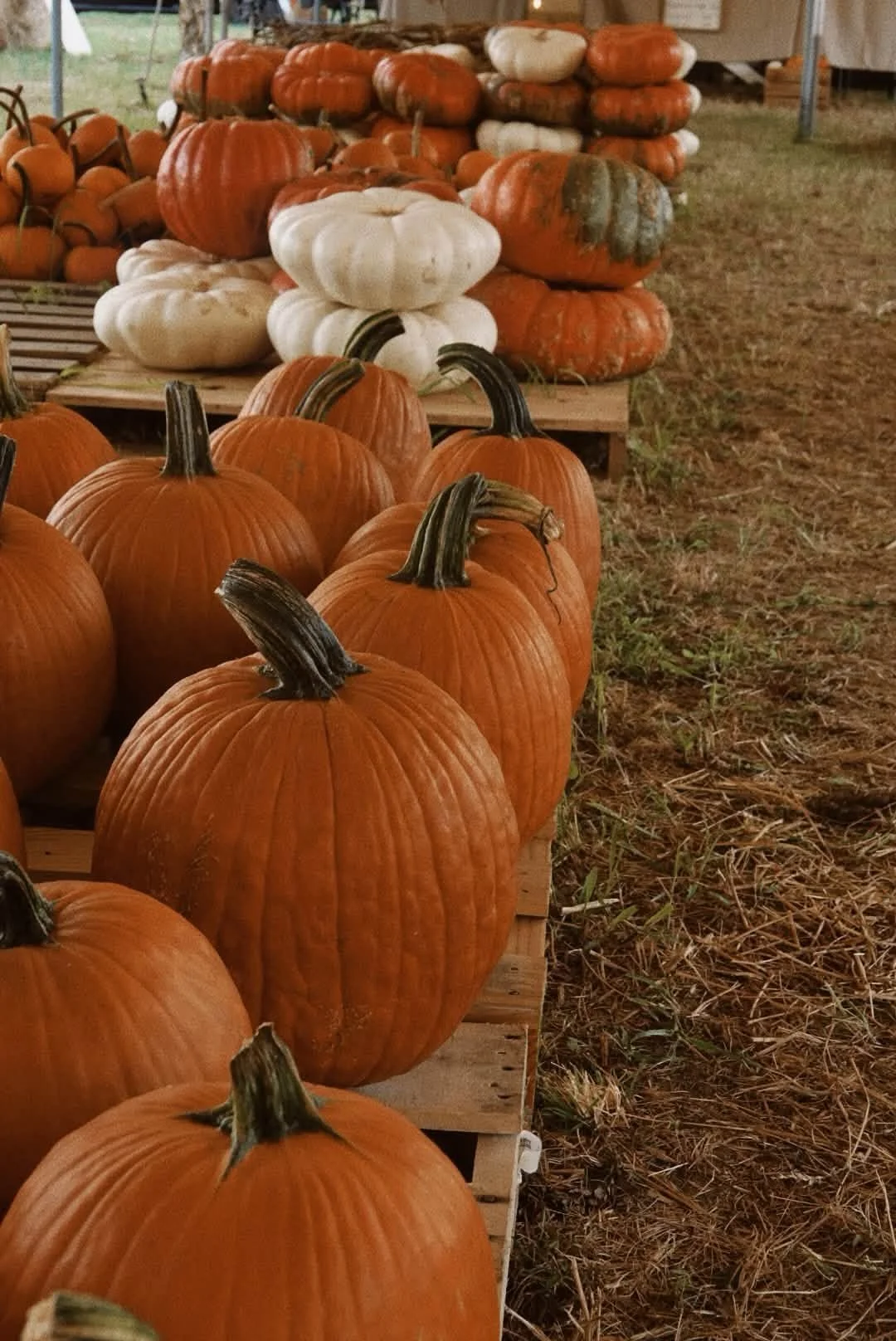 Orange, white and specialty pumpkins for sale at Pumpkin Station in Thompson's Station, TN