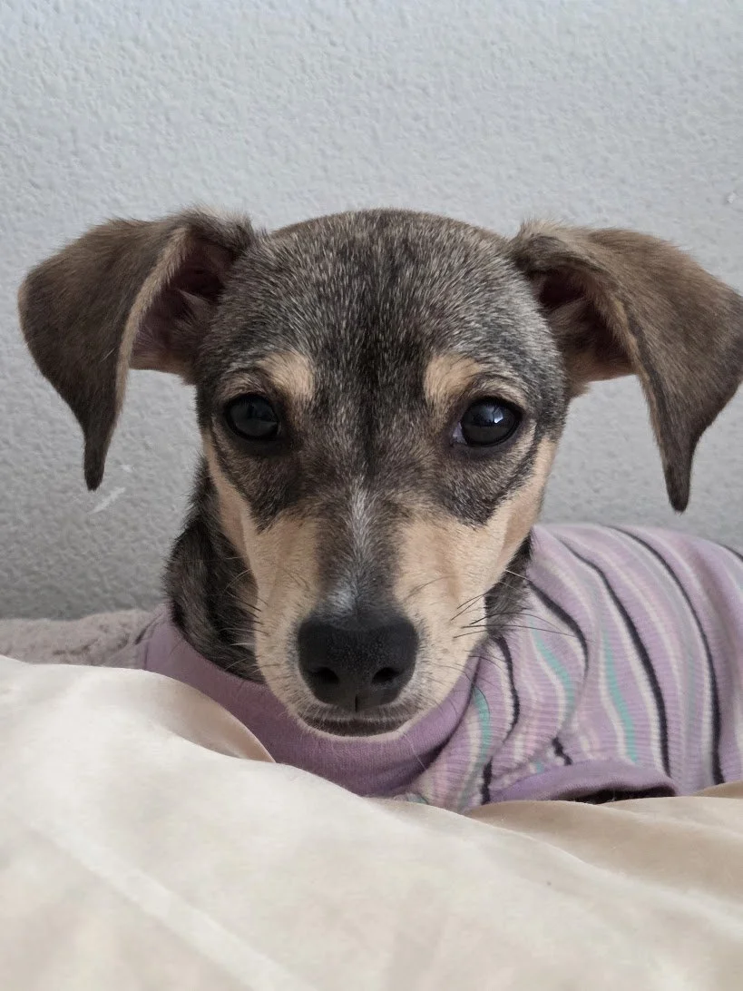 Close-up of a small dog with tan and gray fur, wearing a striped purple shirt, resting on a bed, with a plain light-colored wall in the background.