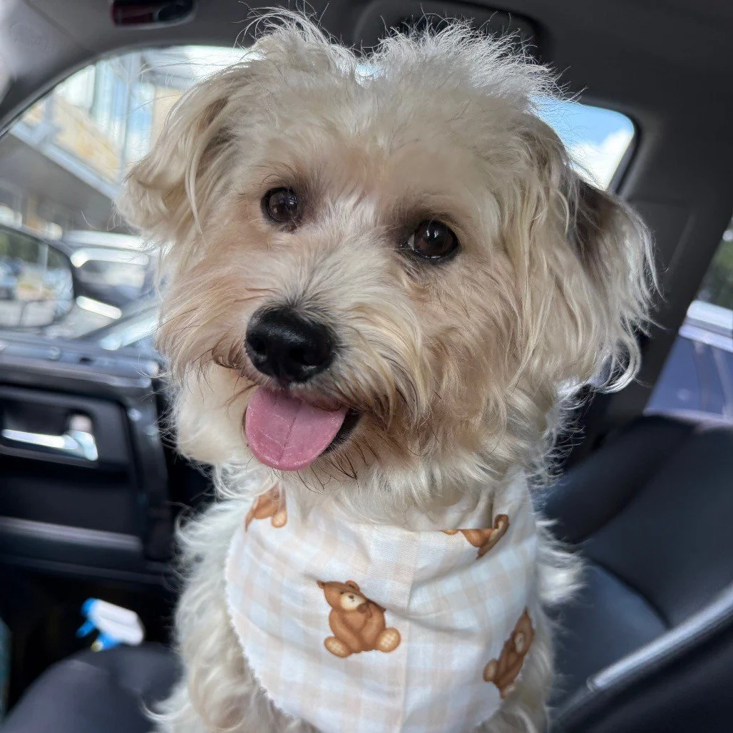 A cute dog with curly, light-colored fur sitting in a car. It is wearing a bandana with teddy bear prints, looking at the camera with its tongue out.