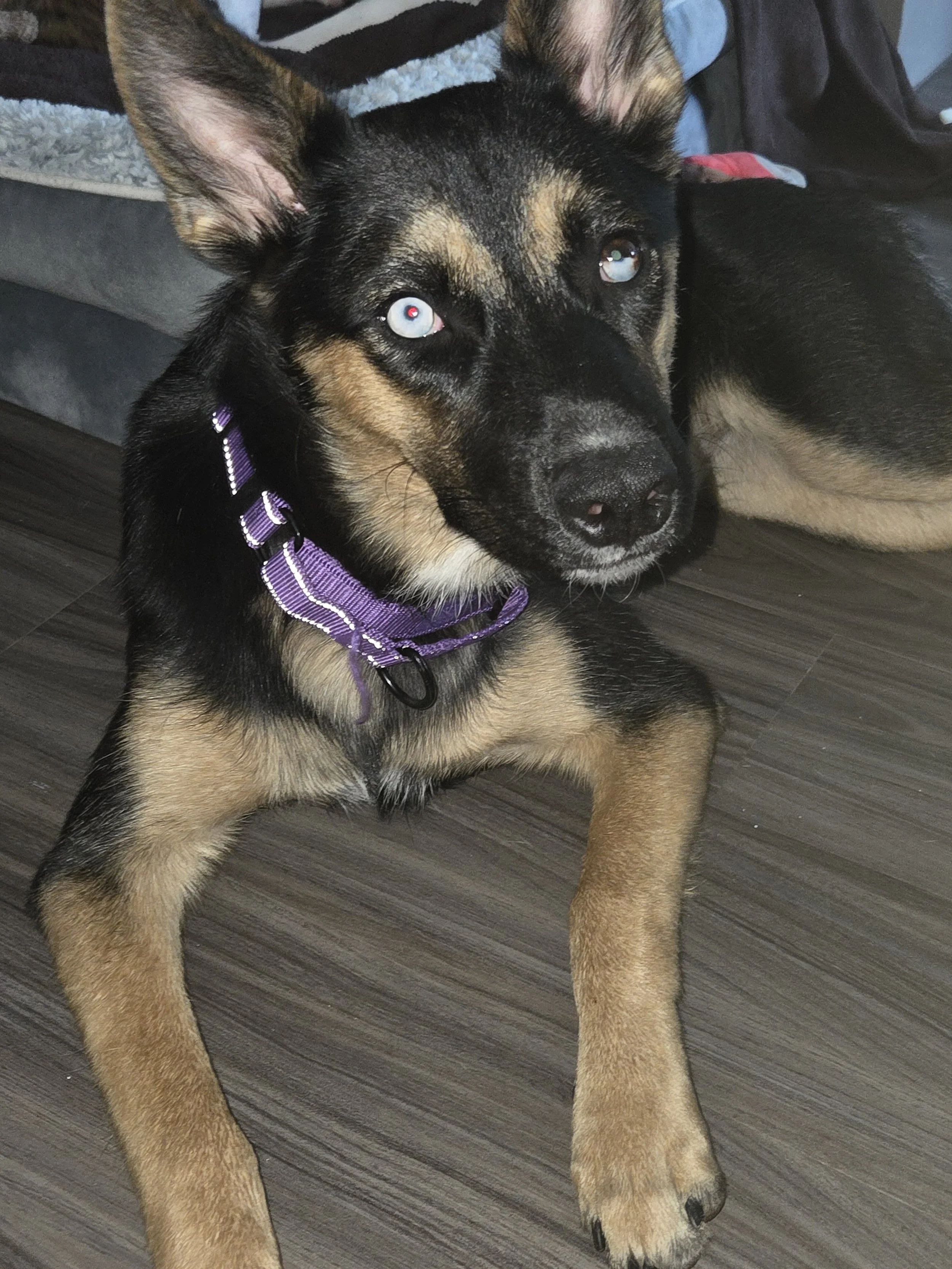 A young black and tan puppy lying on a wood floor, with large ears and blue eyes. The puppy is wearing a purple collar and appears alert and relaxed.