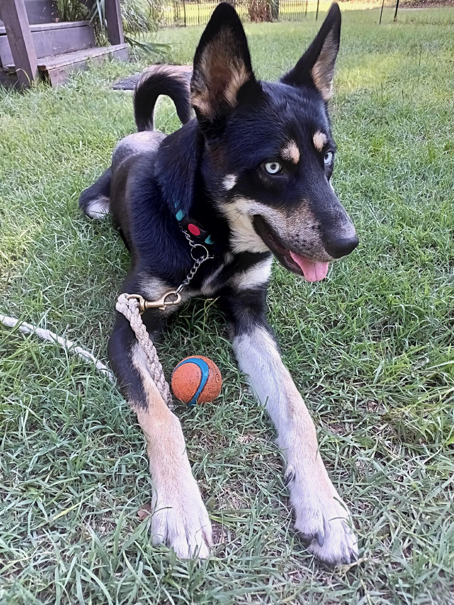 A black and tan Blue Healer puppy lying on green grass with a red and blue rubber ball nearby, a beige rope, and a chain leash. In the background, a wooden deck and a fence line the yard.