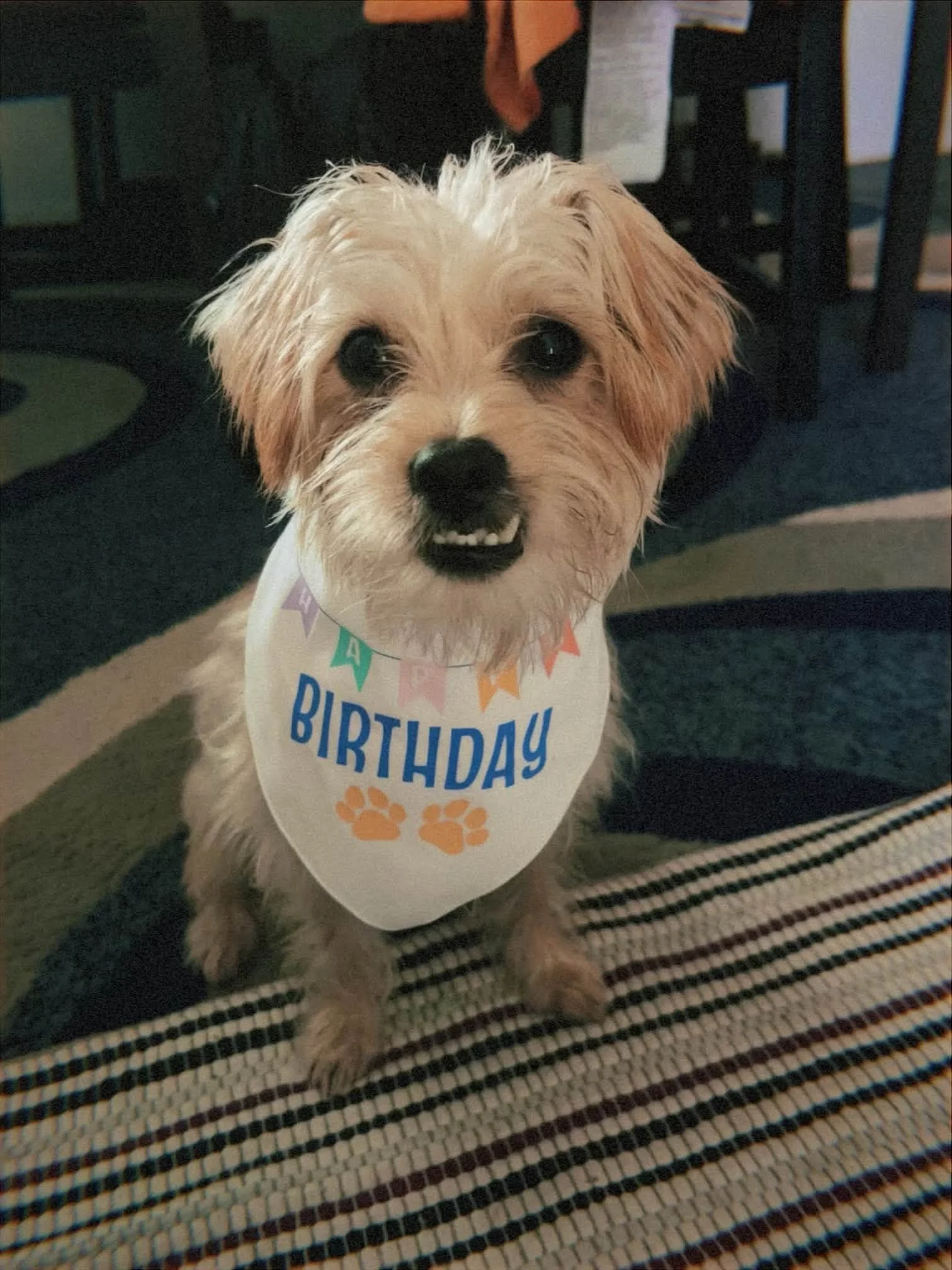 A small dog with light-colored fur wearing a birthday-themed bib with orange paw prints and colored pennants that say "Happy Birthday". The dog has dark eyes and a black nose, and is sitting on a striped rug in a room.