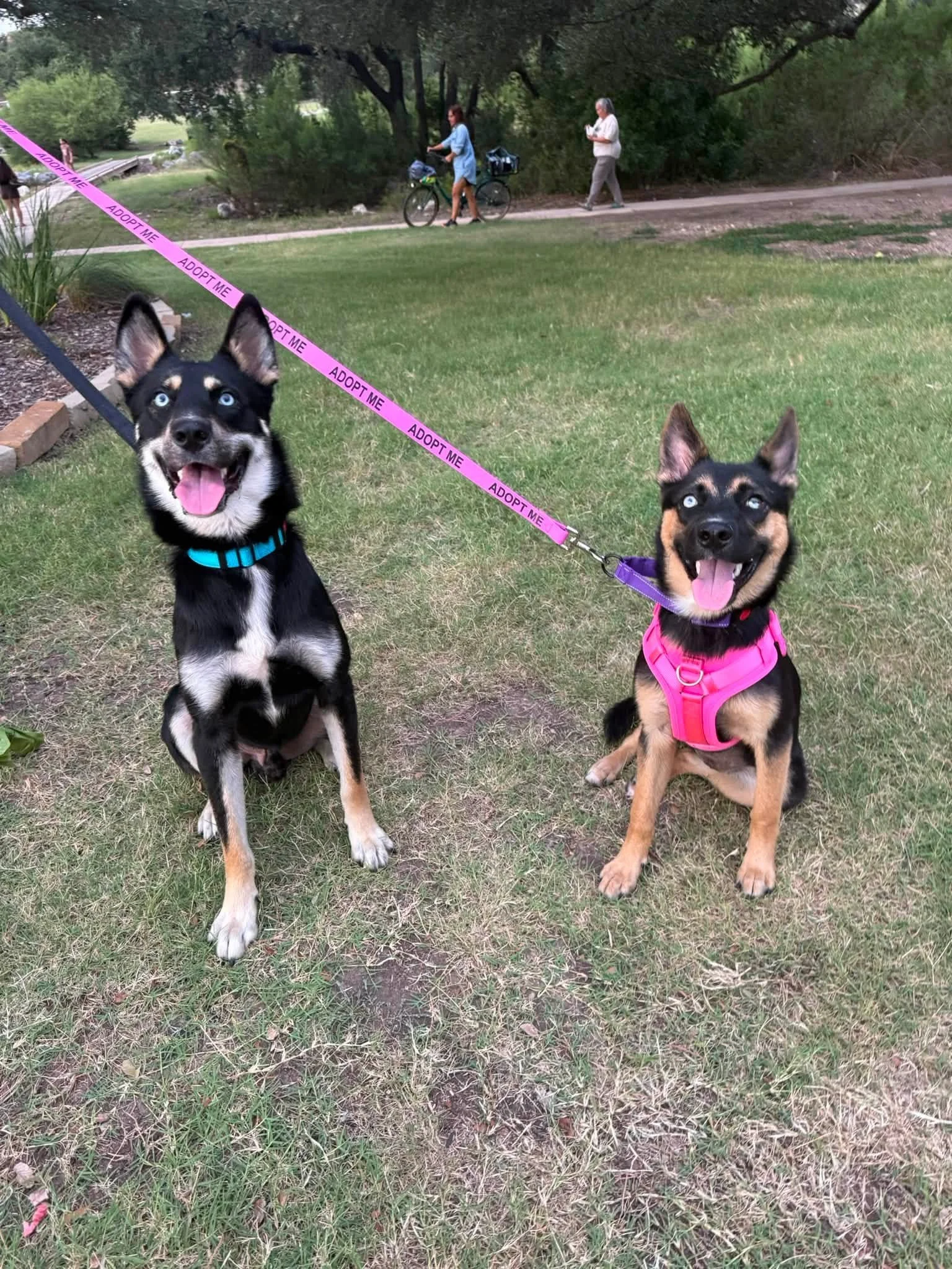 Two dogs sitting on grass in a park, both wearing harnesses and leashes with 