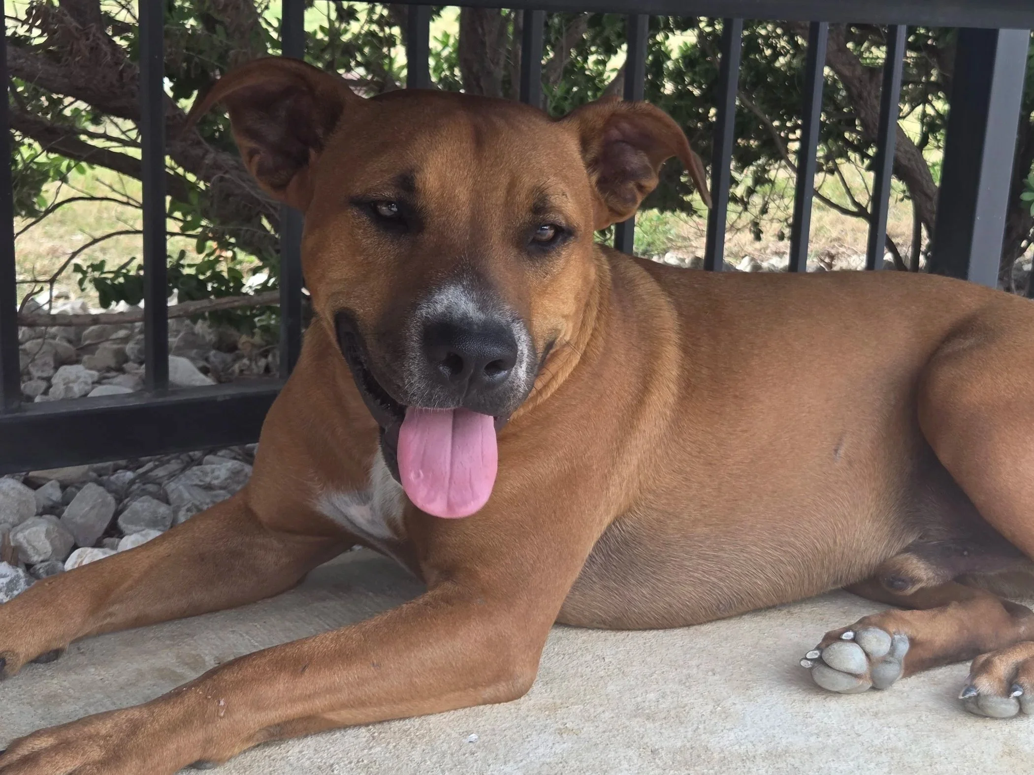 Brown dog with hazel eyes and a black nose lying next to a person's arm outdoors, near a black metal fence and green shrubbery.