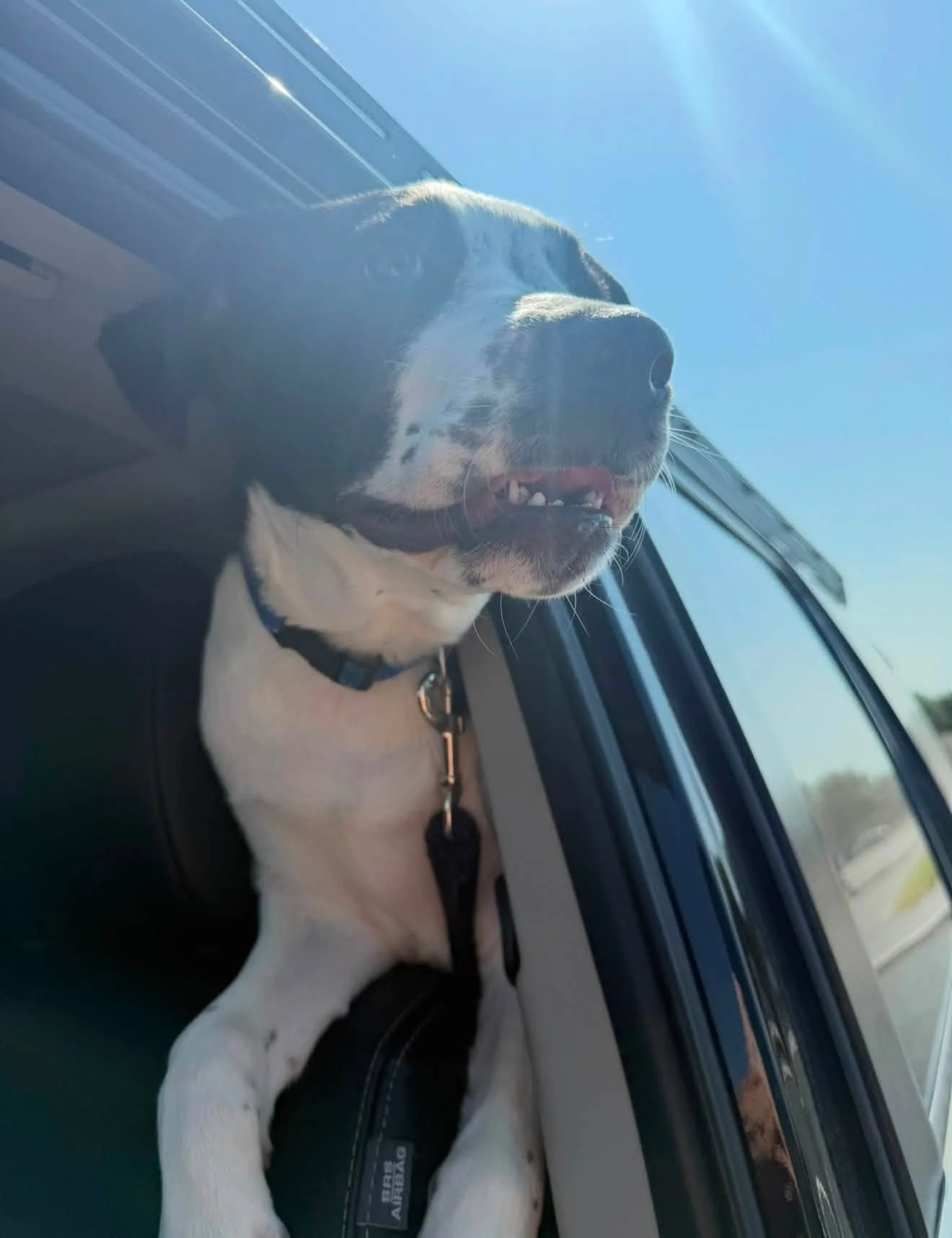 A dog, possibly a black and white coonhound, sitting in the passenger seat of a car with its head out the window. The dog is looking outside with a happy, relaxed expression, and the bright blue sky can be seen in the background.