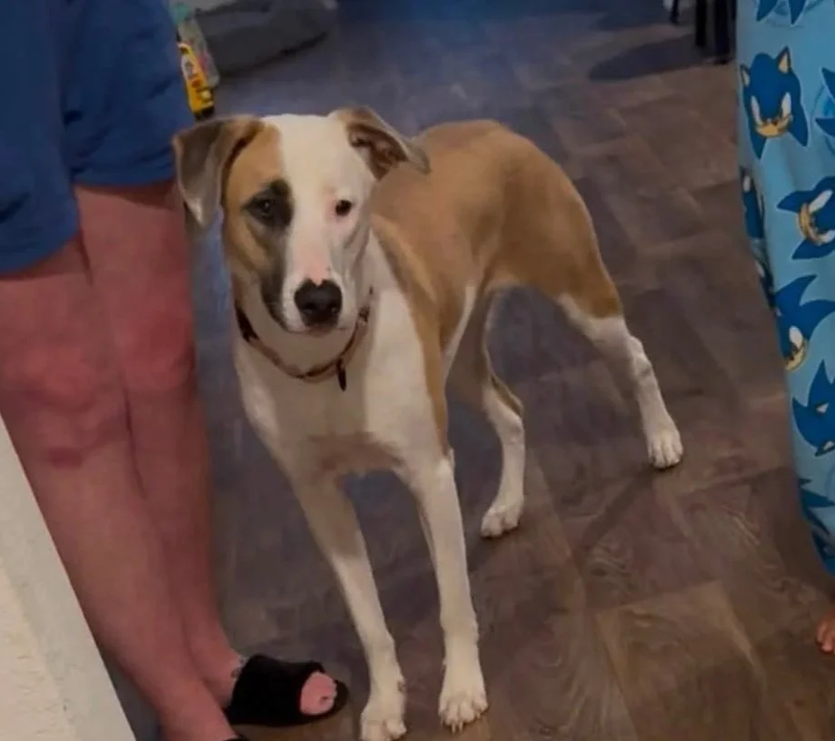 A tan and white dog with a black nose standing indoors on a wooden floor, next to a person wearing pink shorts and a blue shirt.