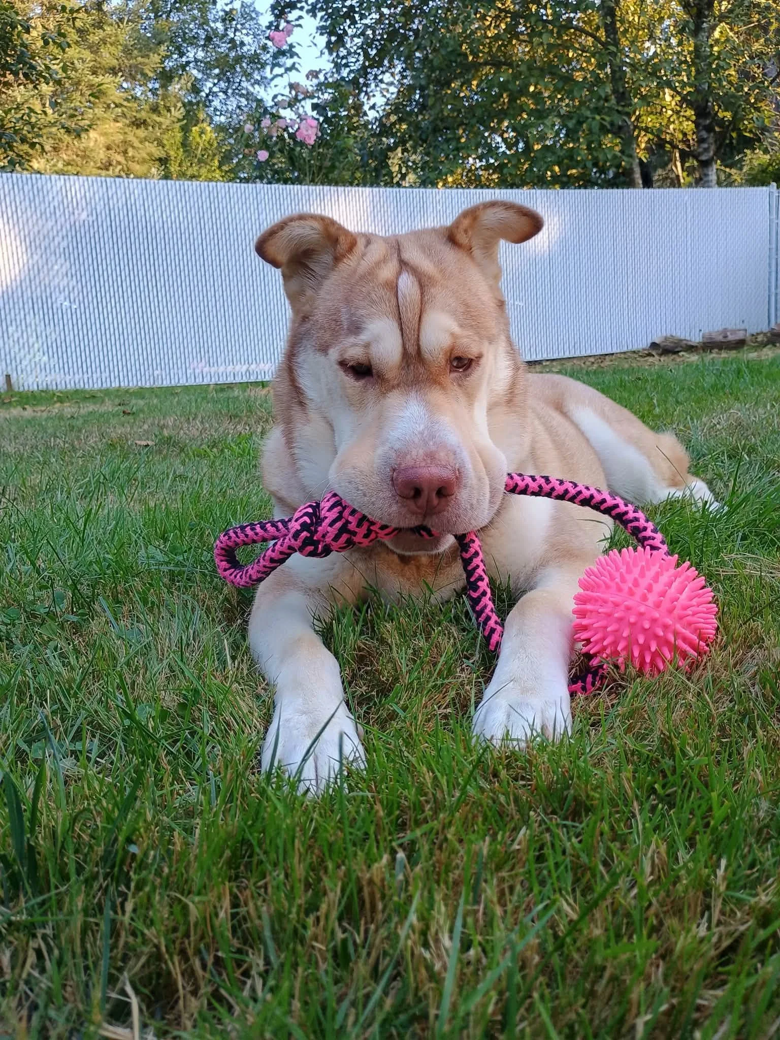 A Shar-Ski light brown and white puppy with floppy ears lying on the grass in a backyard with a white picket fence and trees in the background, holding a pink and black rope toy.