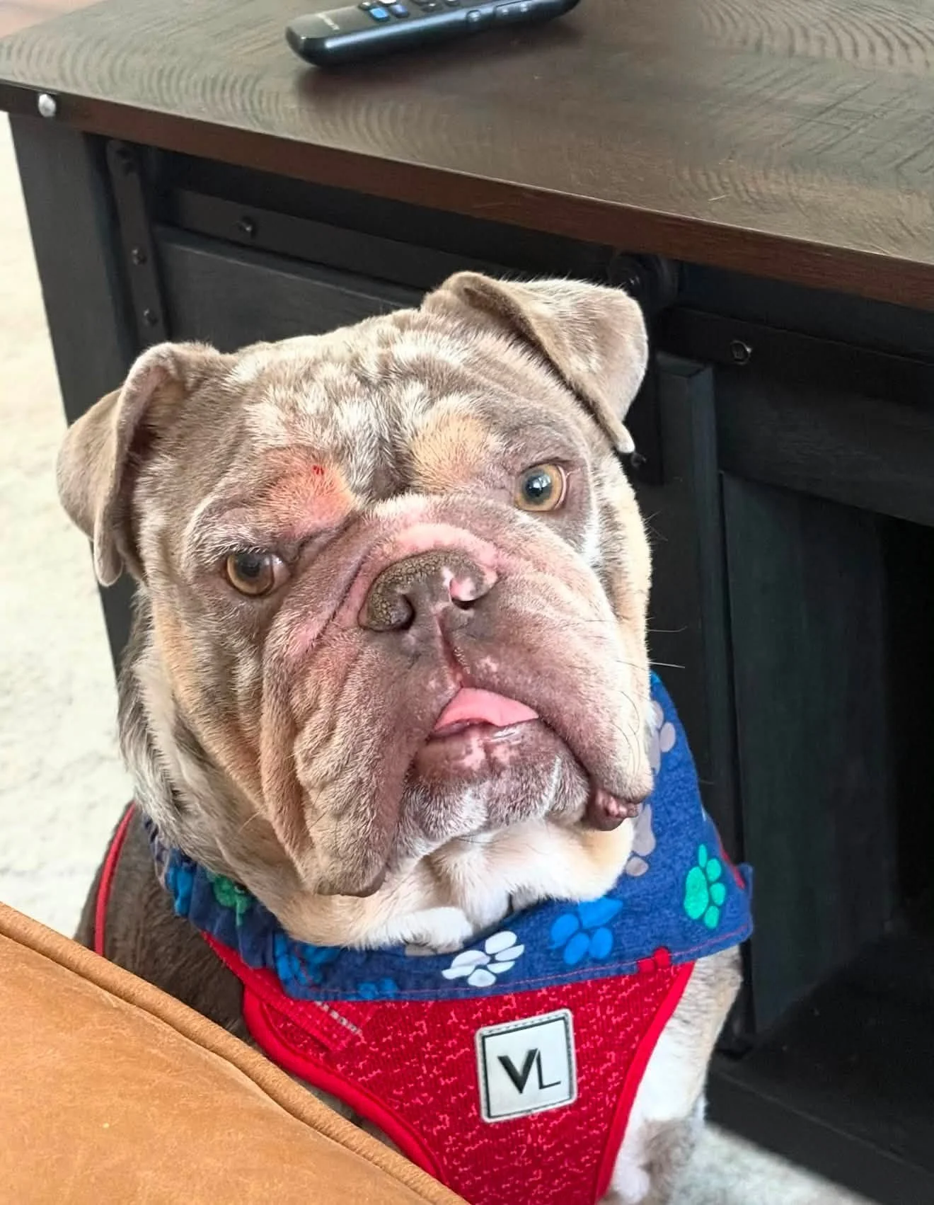 A bulldog with a wrinkled face and a droopy expression, wearing a blue bandana with paw prints and a red vest. The dog appears to be sitting at a table in a room, with a TV remote on a wooden table in the background.