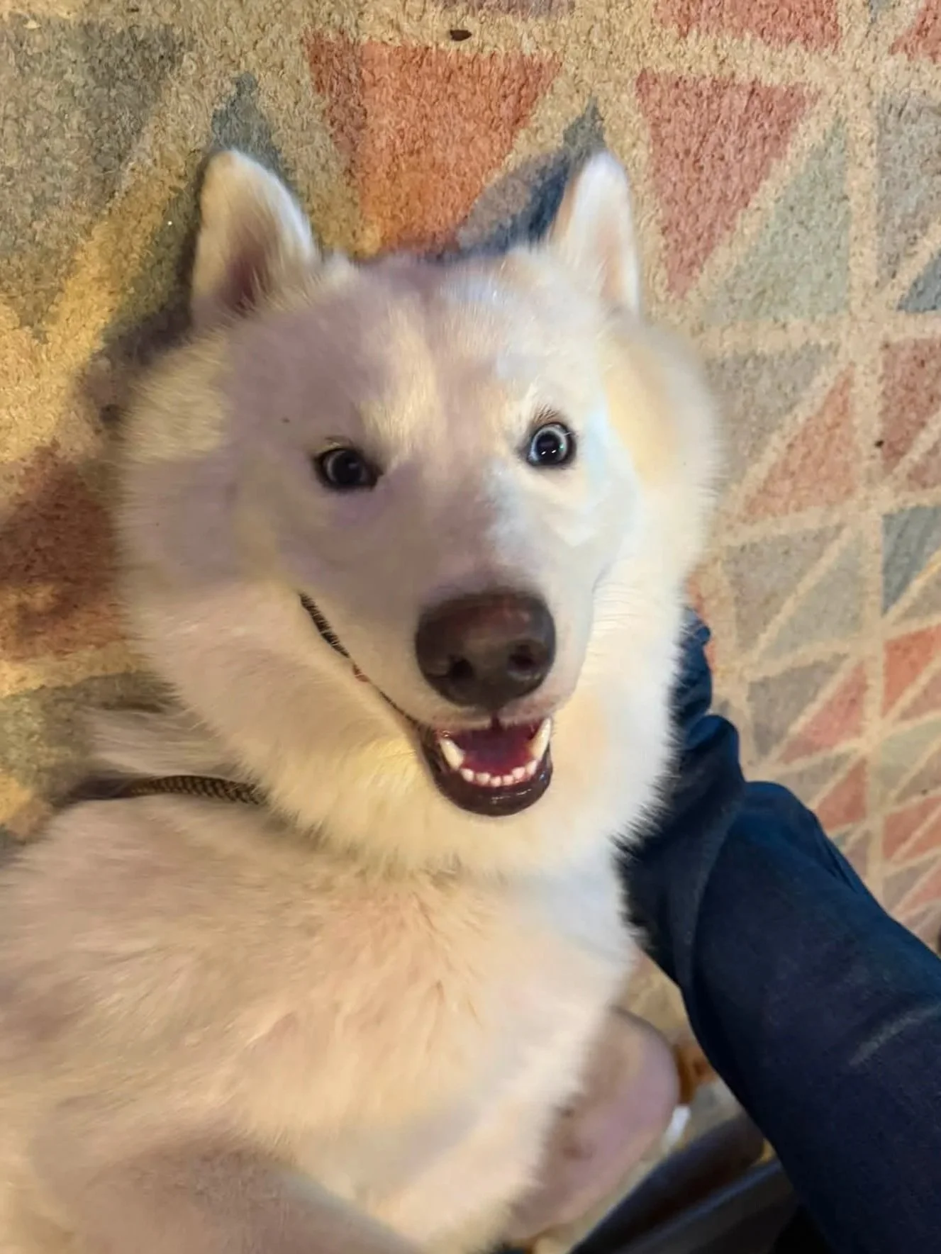 A happy husky puppy lying on the floor with a patterned carpet, mouth open and ears perked up.
