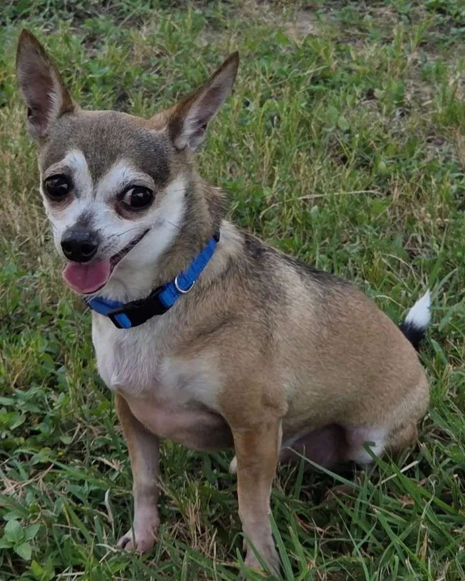 A smiling small dog with a blue collar sitting on grass.
