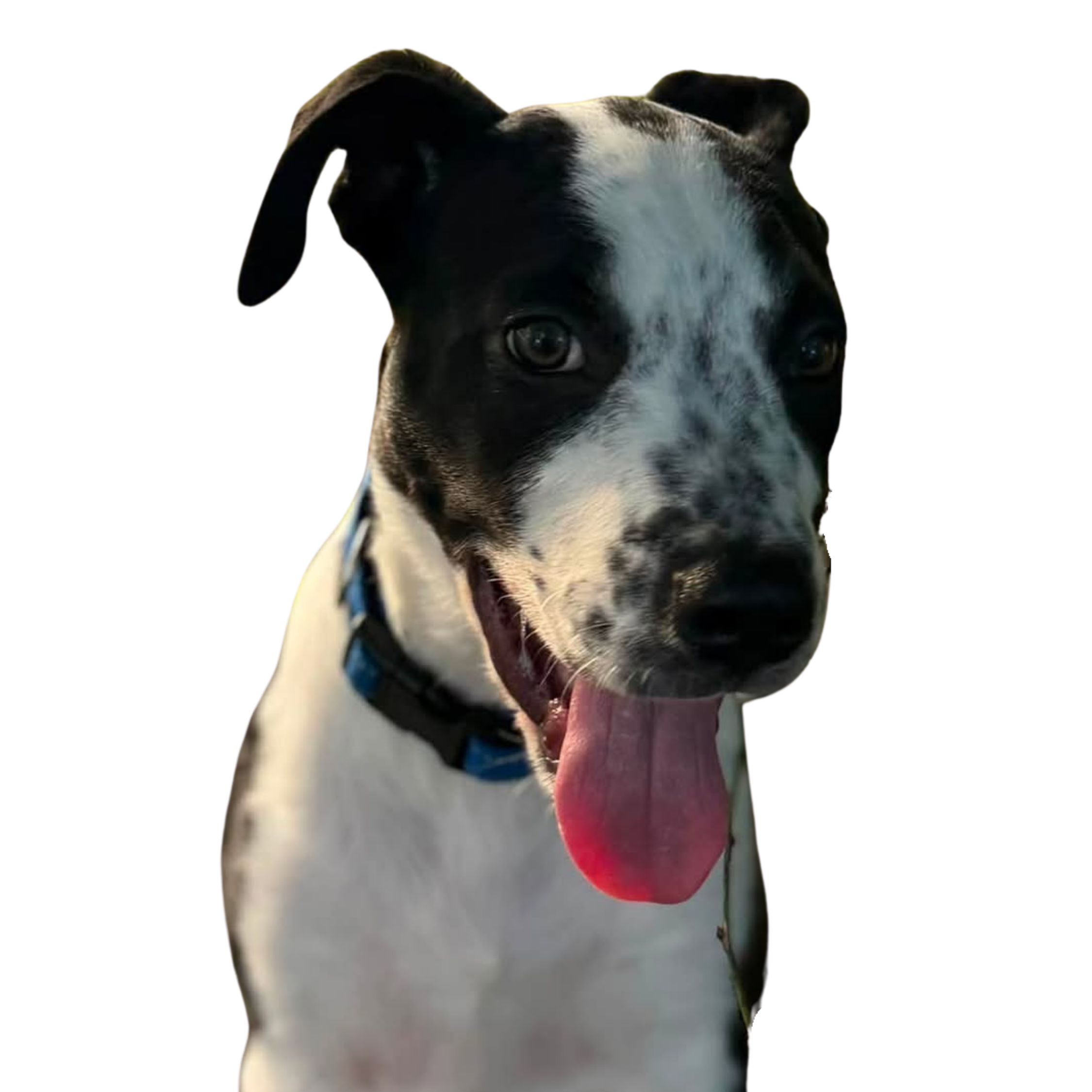 Close-up of a black and white dog with its tongue out, against a dark background.