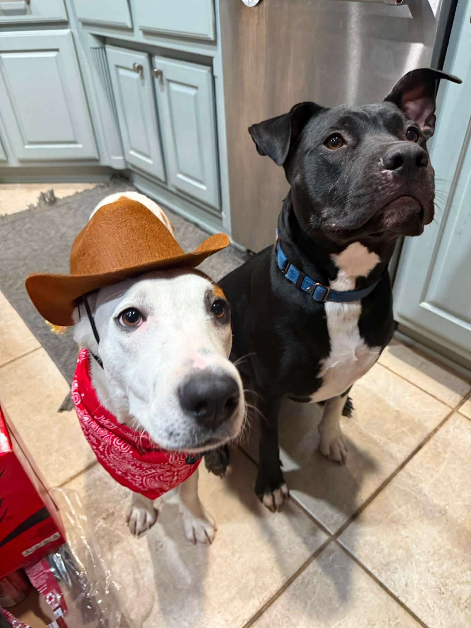 Two dogs in a kitchen, one wearing a cowboy hat and red bandana, and the other with black and white fur and a blue collar, standing on a tiled floor.